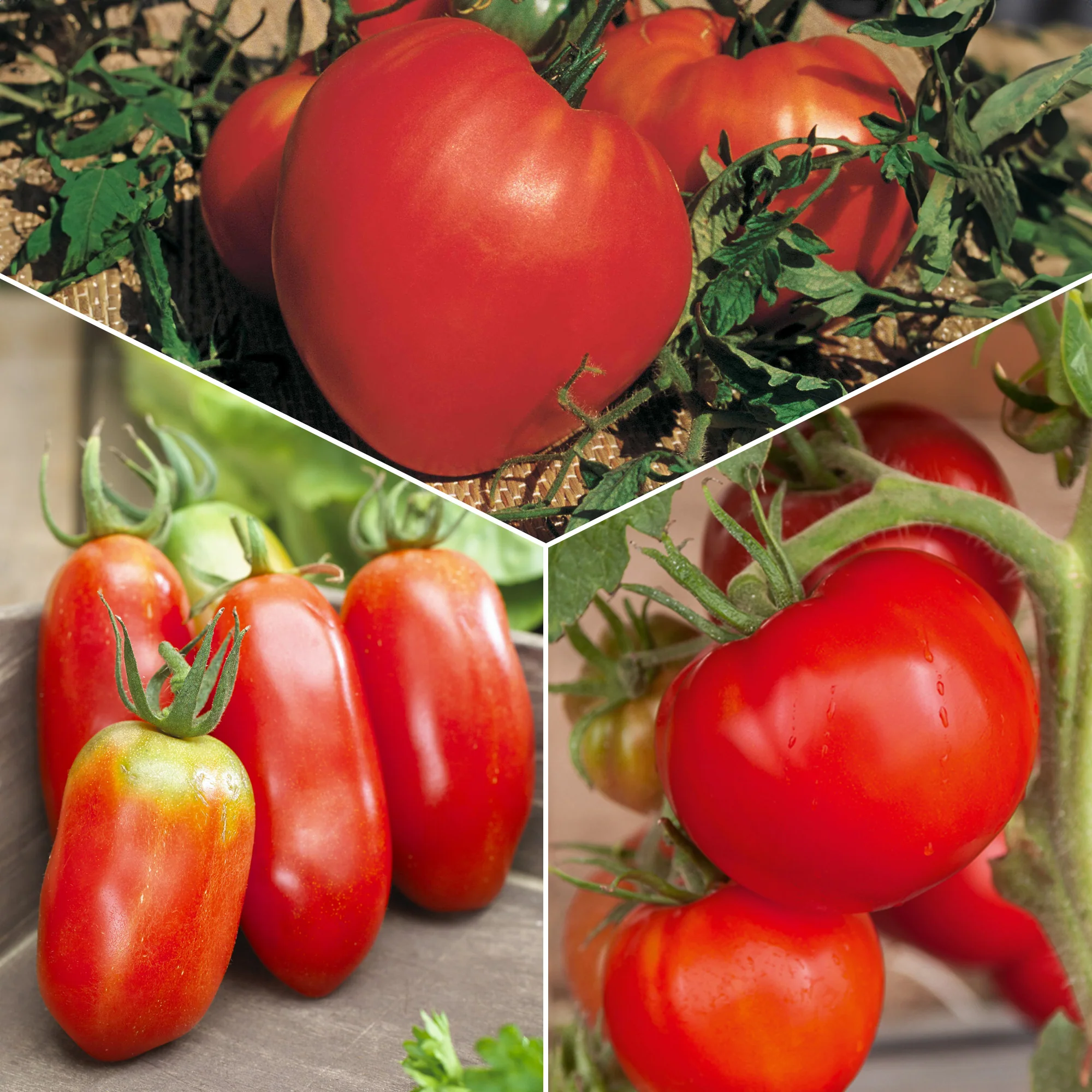 Tomatenmix 'Coeur de Boeuf' + 'St. Pierre' + 'San Marzano'