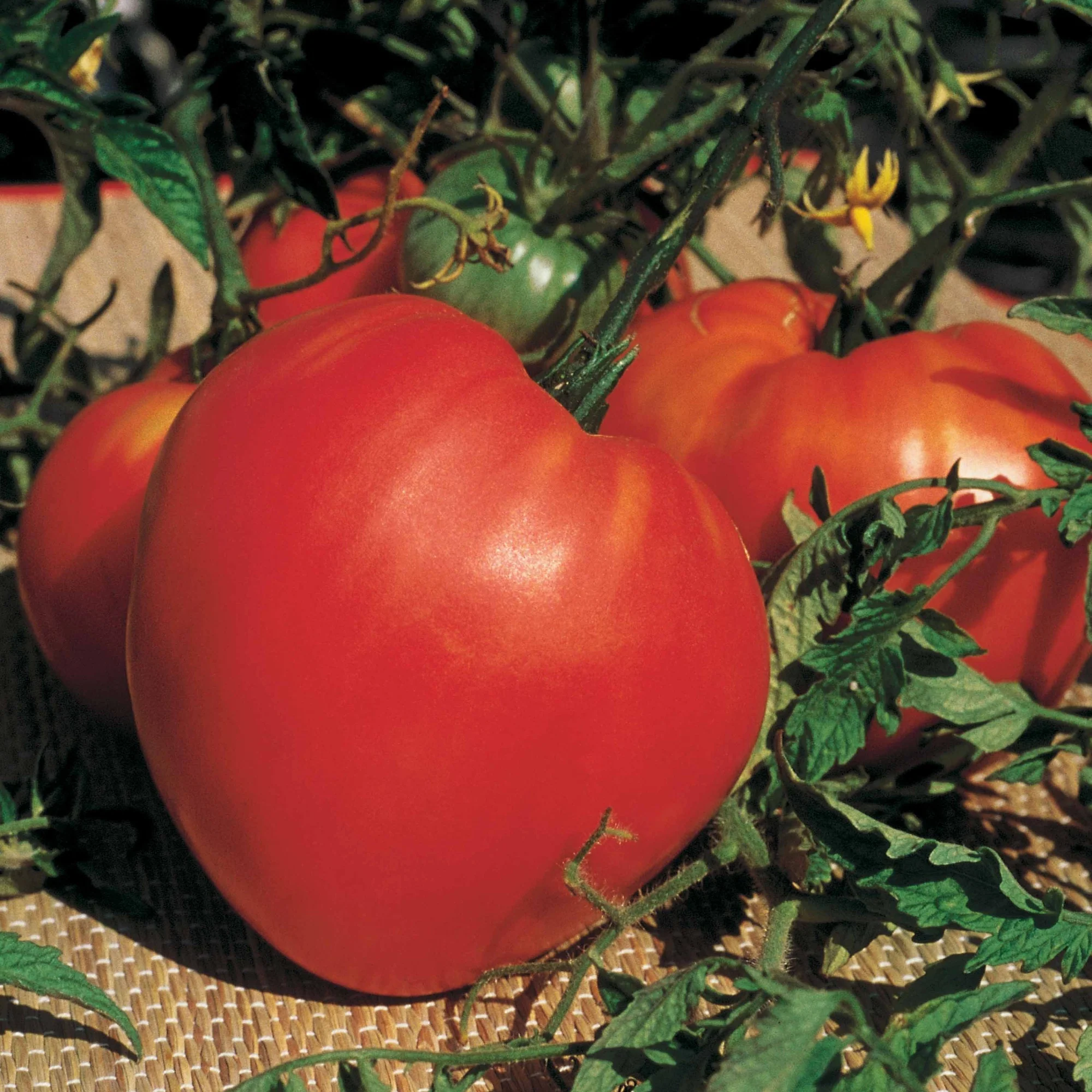 Tomatenmix 'Coeur de Boeuf' + 'St. Pierre' + 'San Marzano' - Image 2