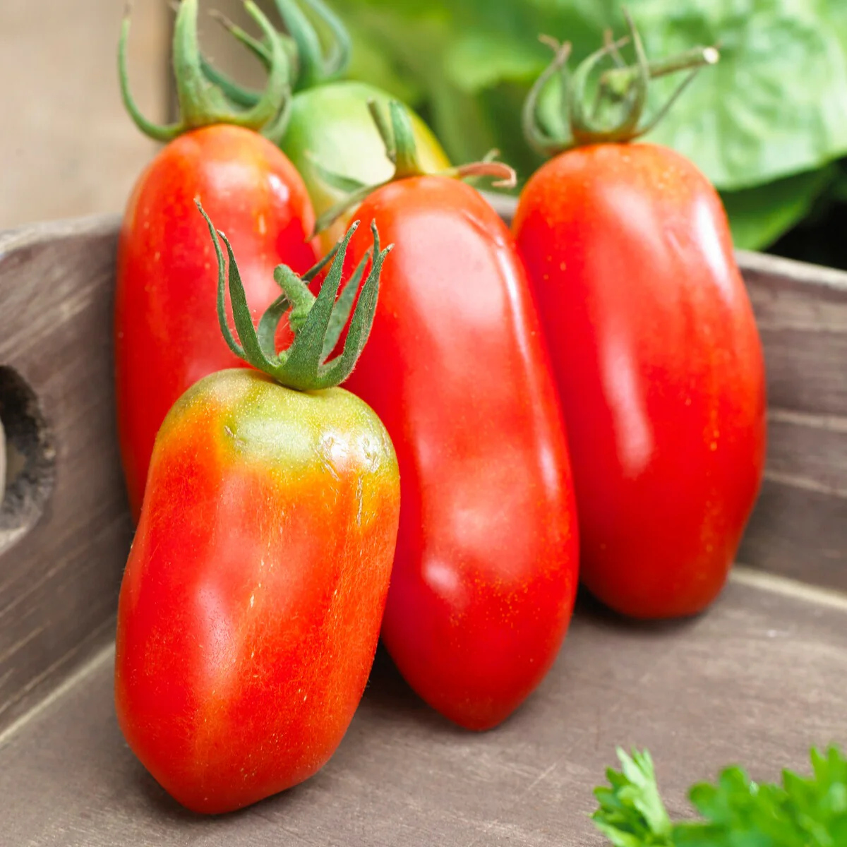 Tomatenmix 'Coeur de Boeuf' + 'St. Pierre' + 'San Marzano' - Image 3