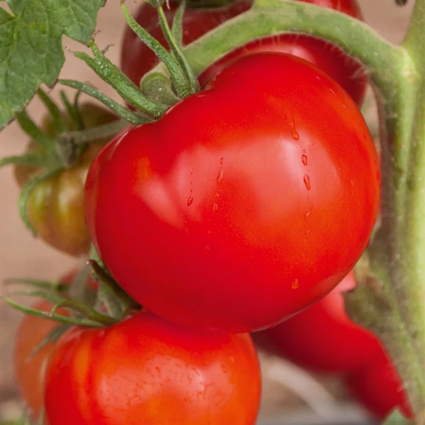 Tomatenmix 'Coeur de Boeuf' + 'St. Pierre' + 'San Marzano' - Image 4