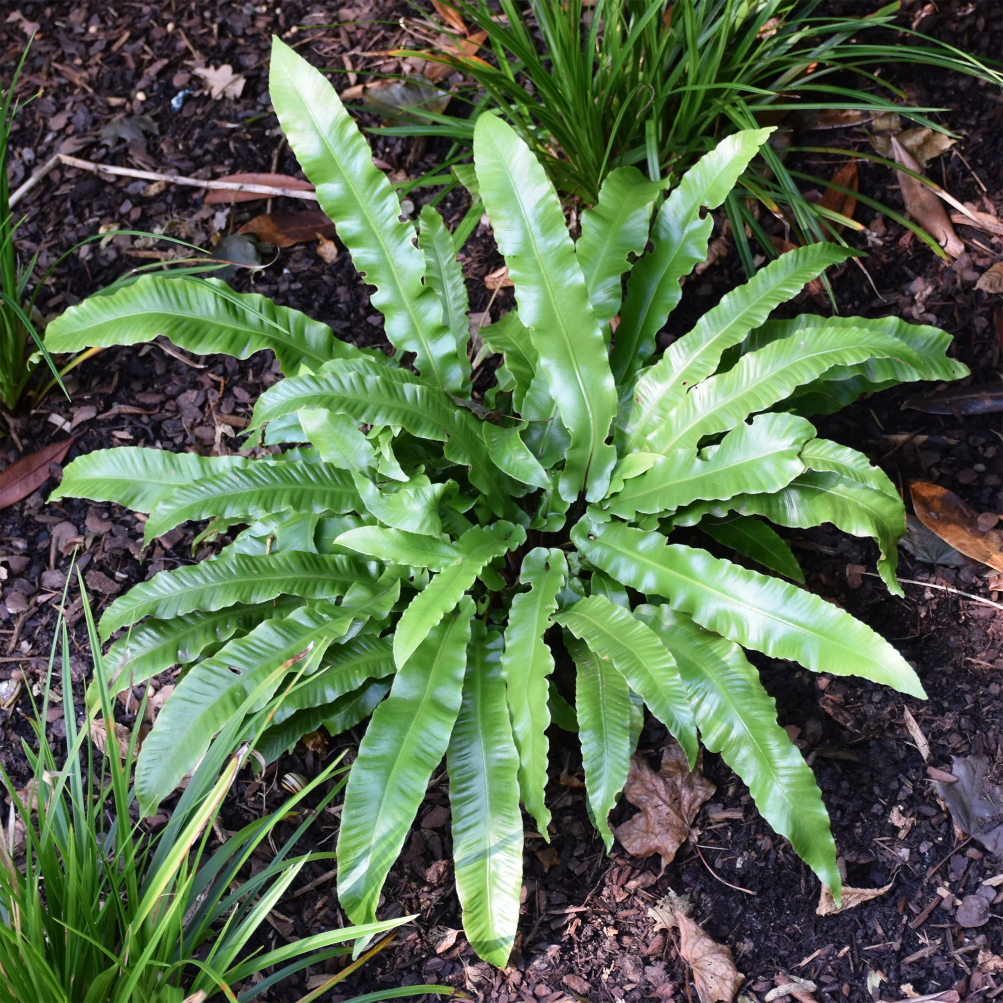 Tongvaren 9 cm pot