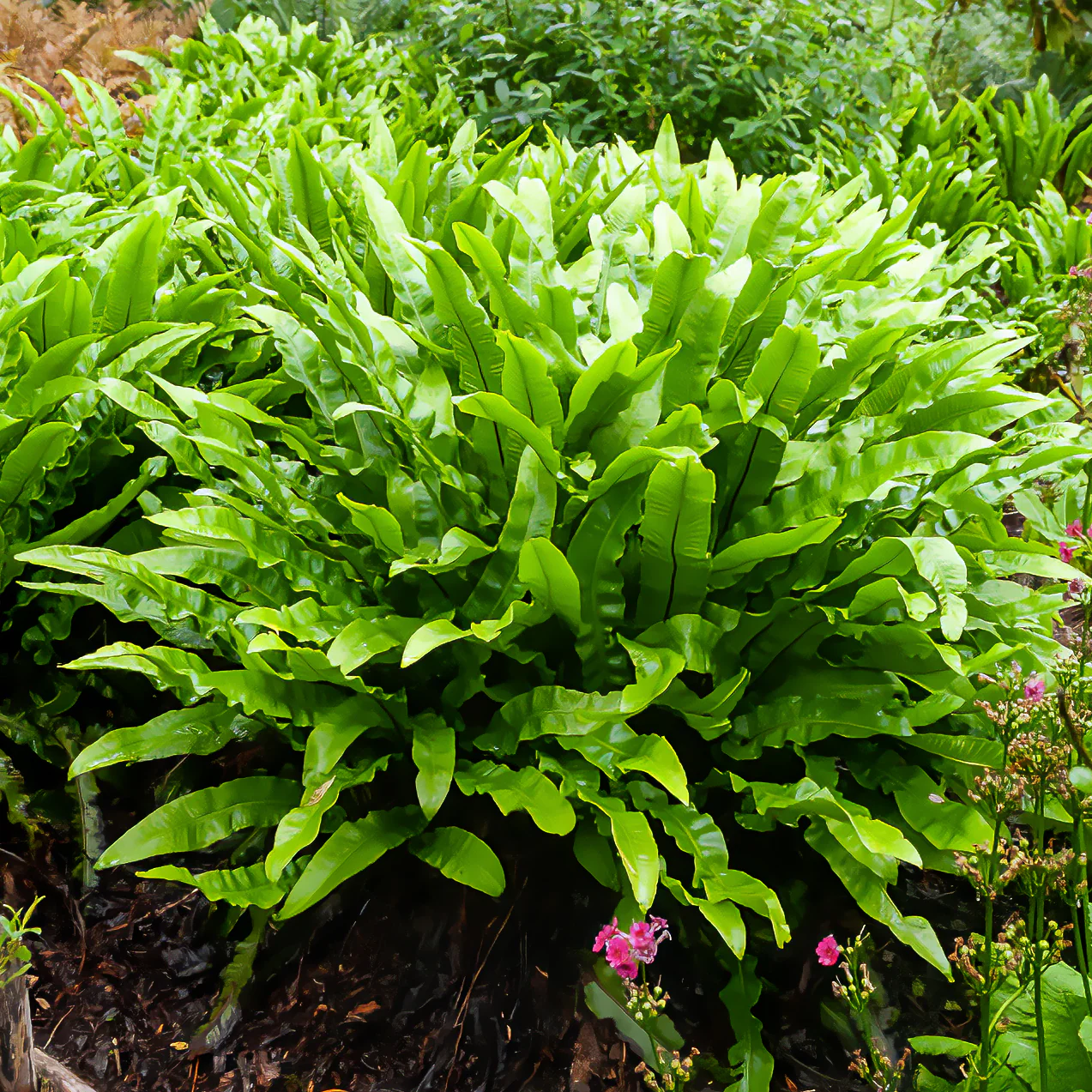 Tongvaren 9 cm pot - Image 2