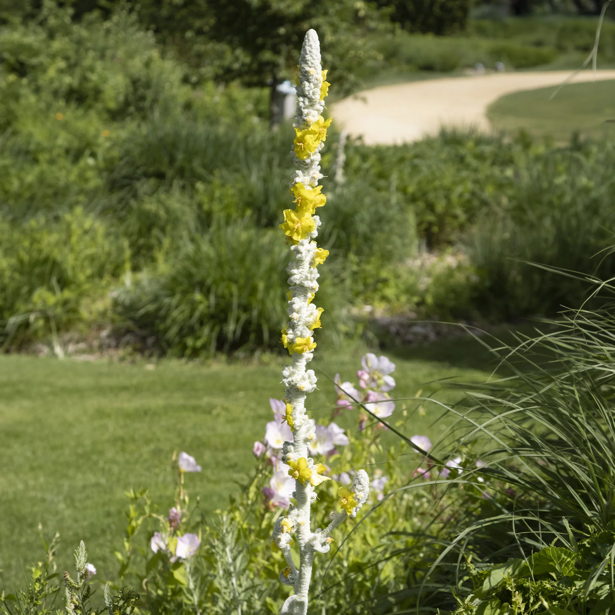 Toorts - Image 2