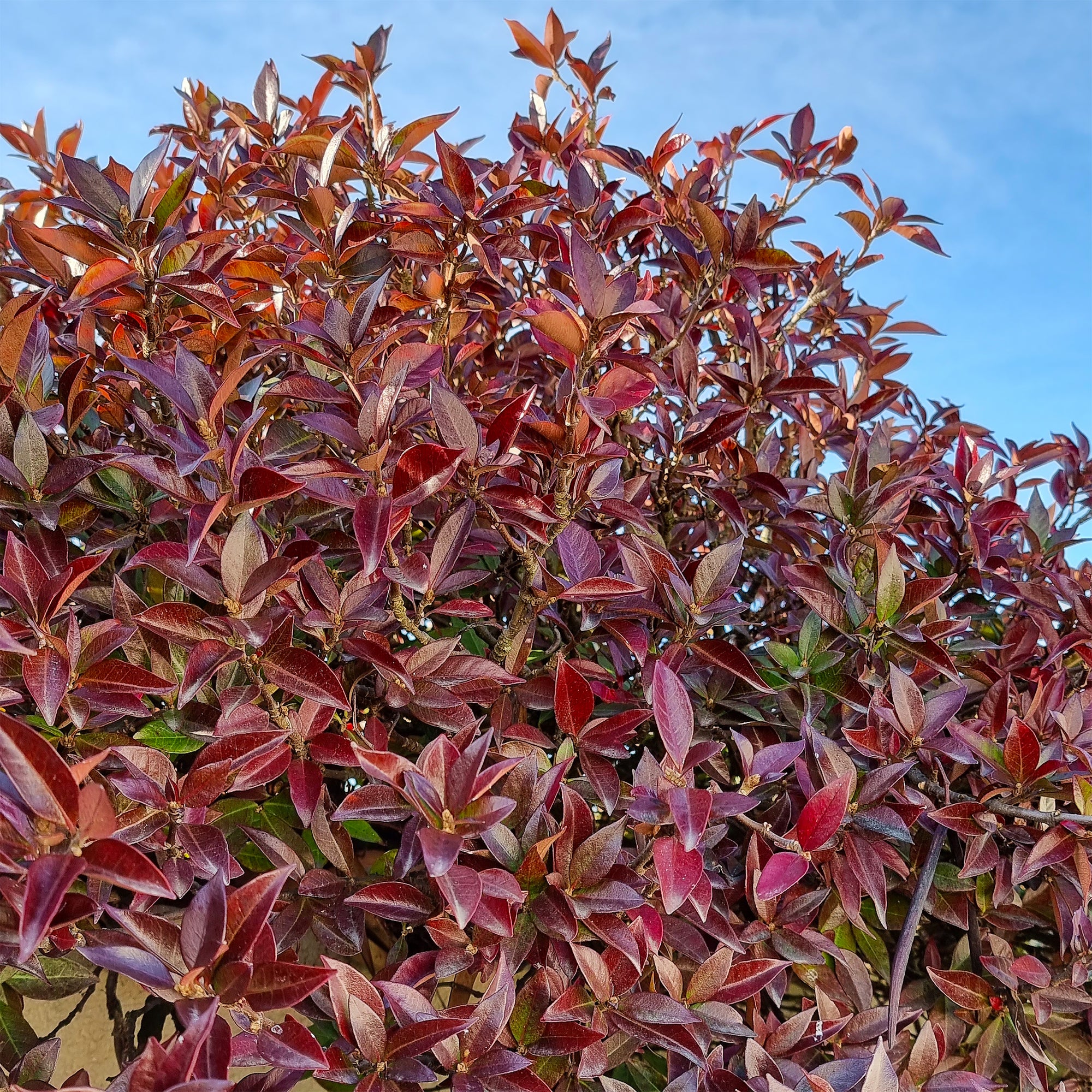 Toscaanse jasmijn Winter Ruby