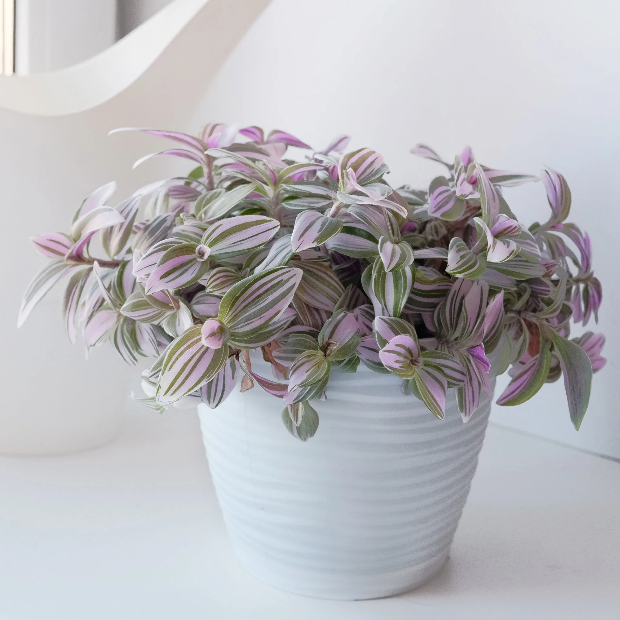 Tradescantia zebrina