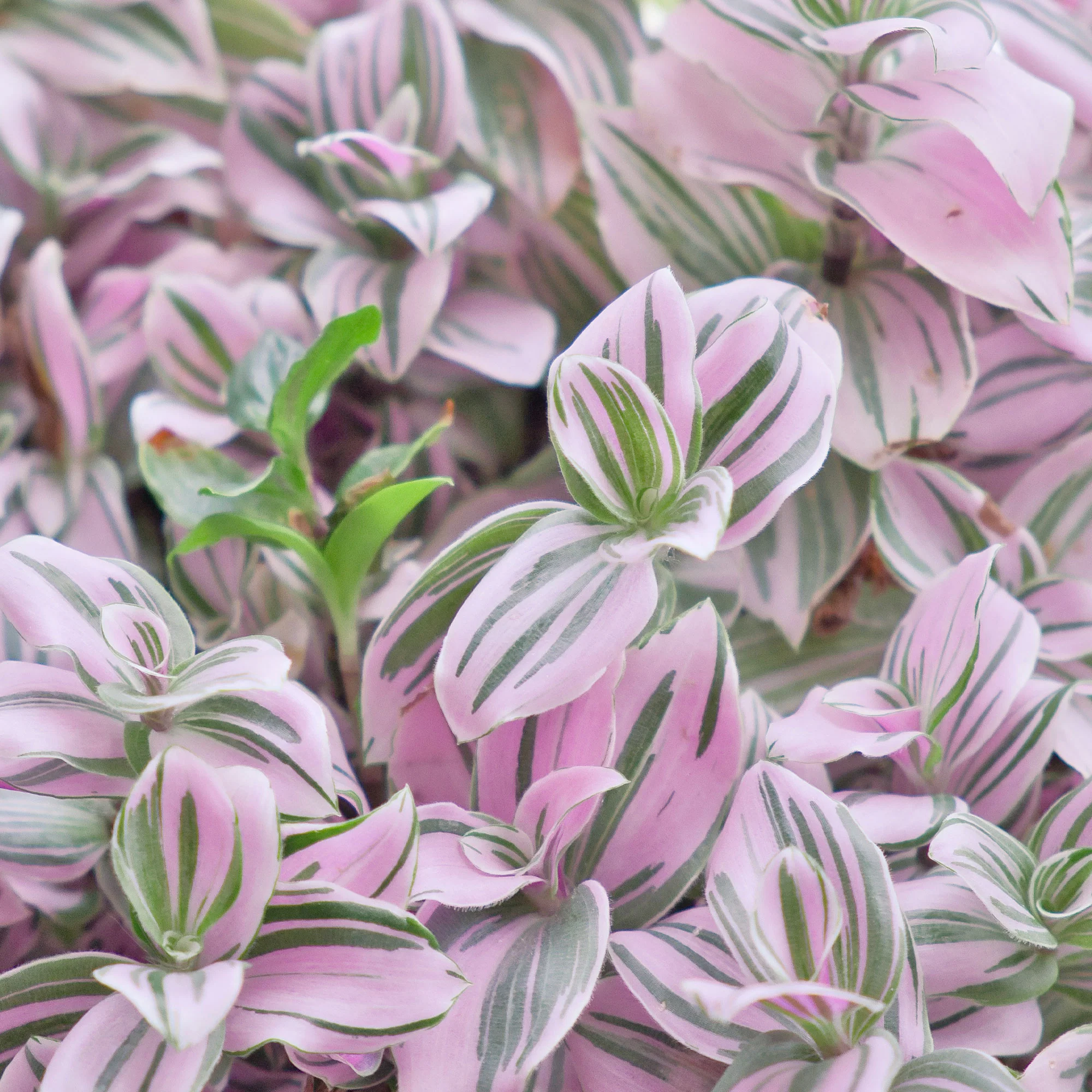 Tradescantia zebrina - Image 2