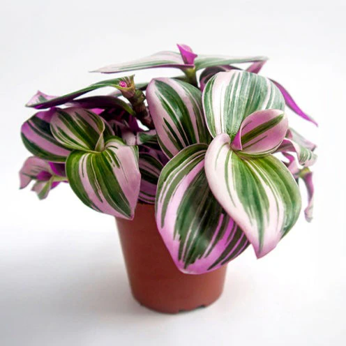 Tradescantia zebrina - Image 3