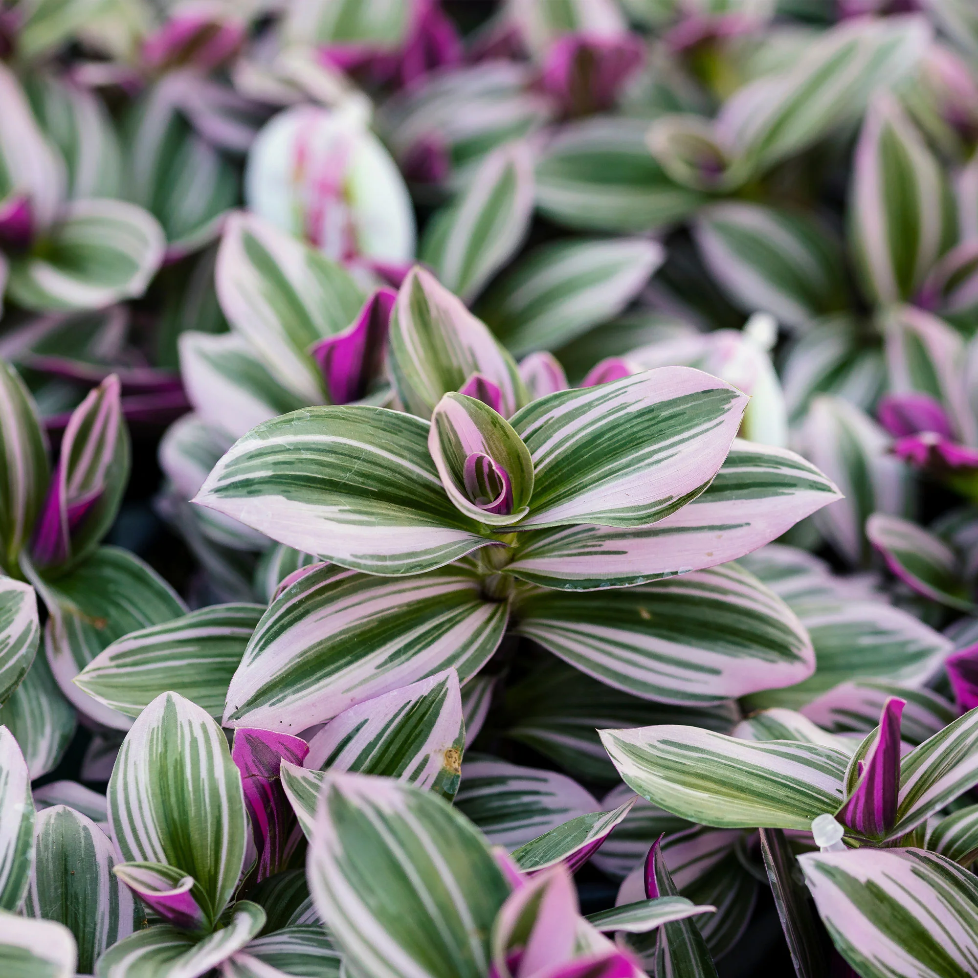 Tradescantia zebrina - Image 4