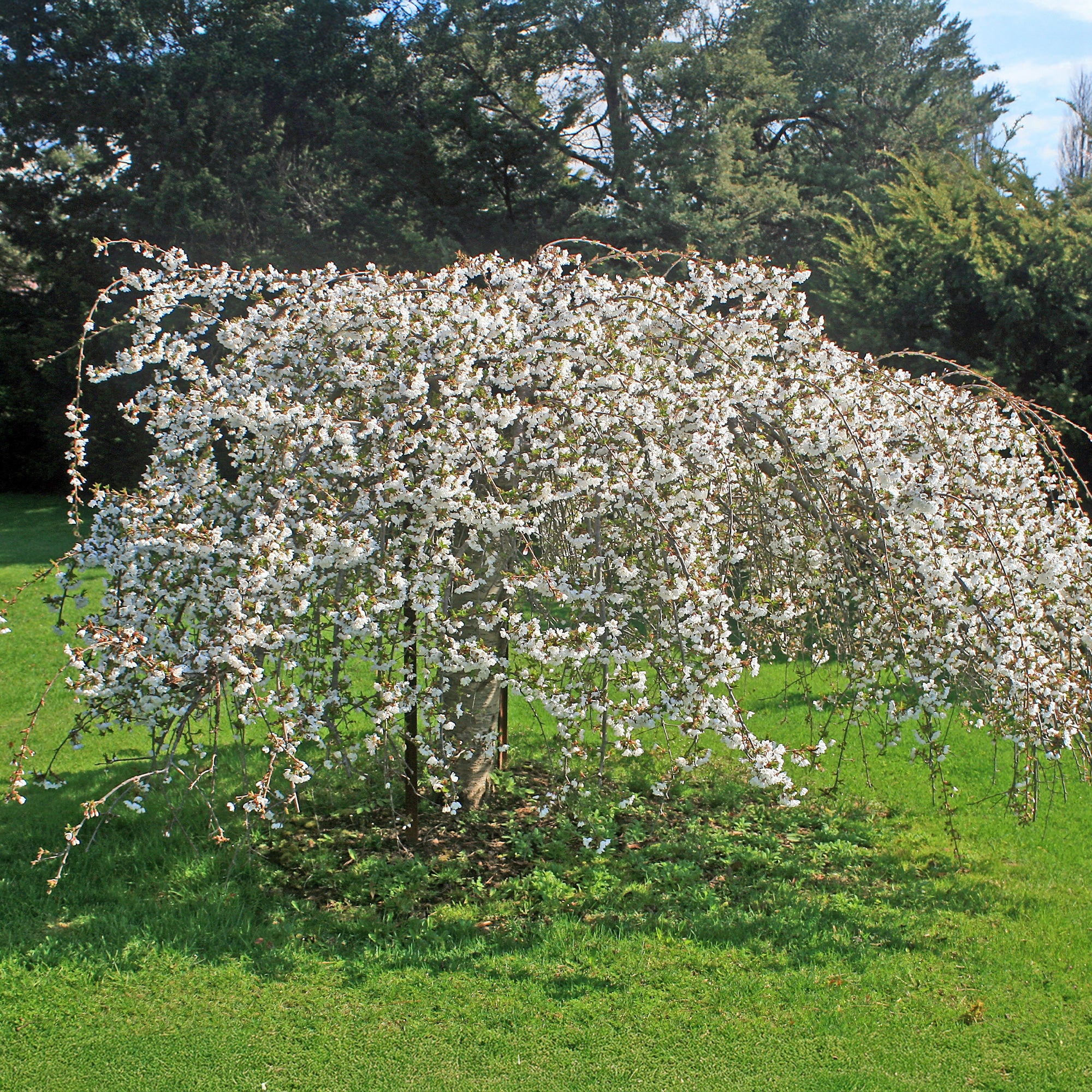 Treursierkers 'Snow Fountains' - Image 3