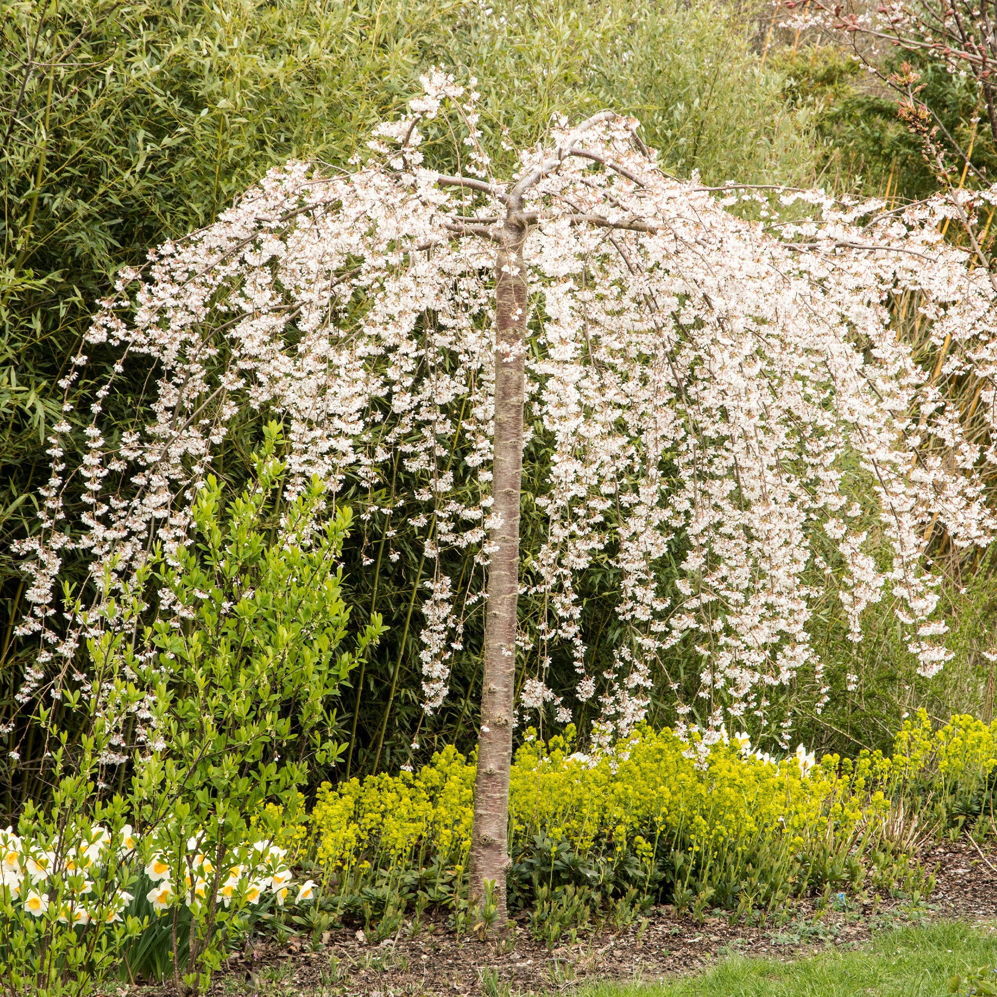 Treursierkers 'Snow Fountains' - Image 4