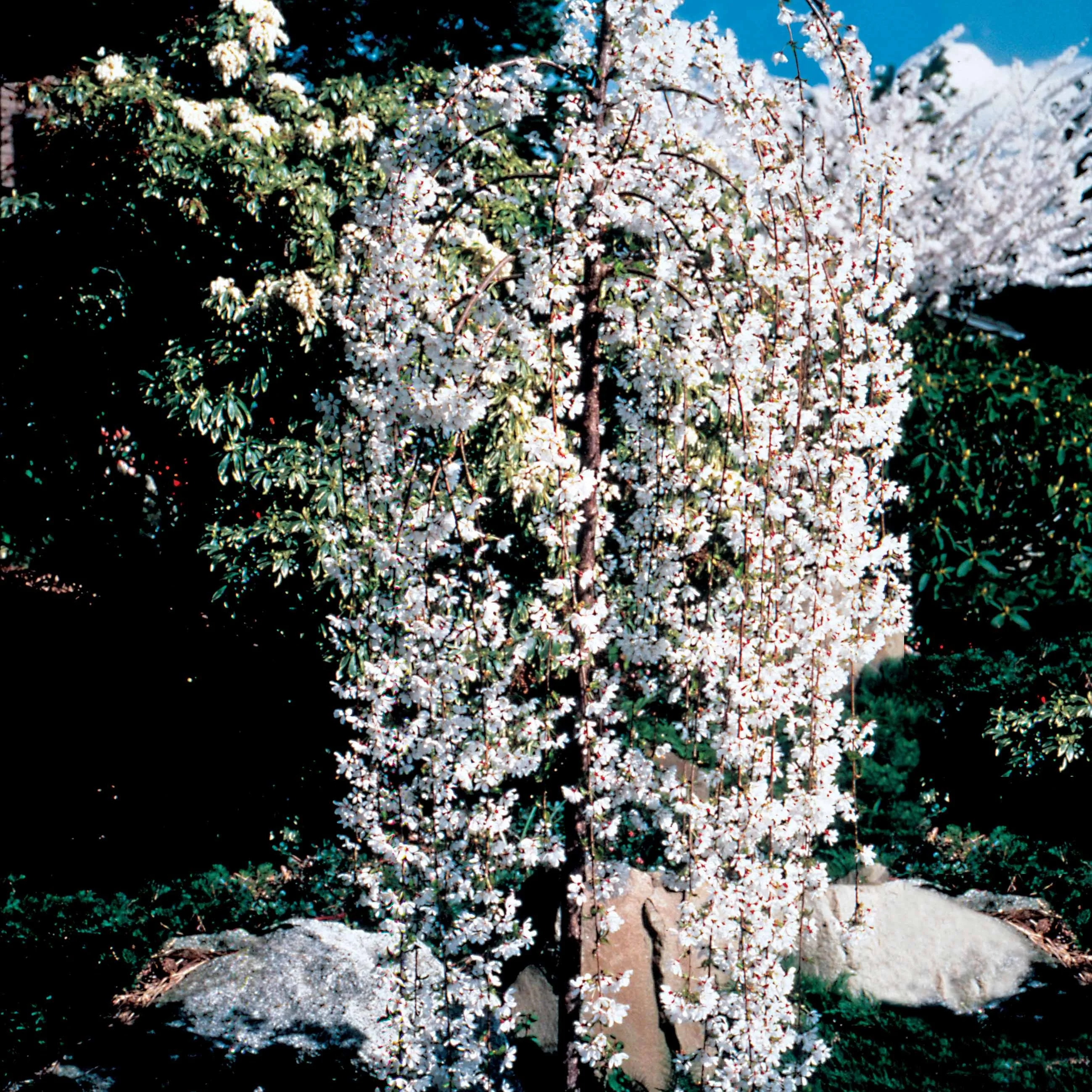 Treursierkers 'Snow Fountains' - Image 5