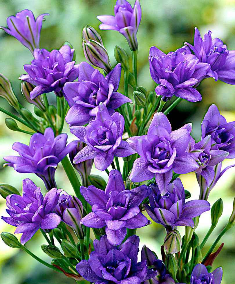 Triteleia 'Royal Blue' (x15)