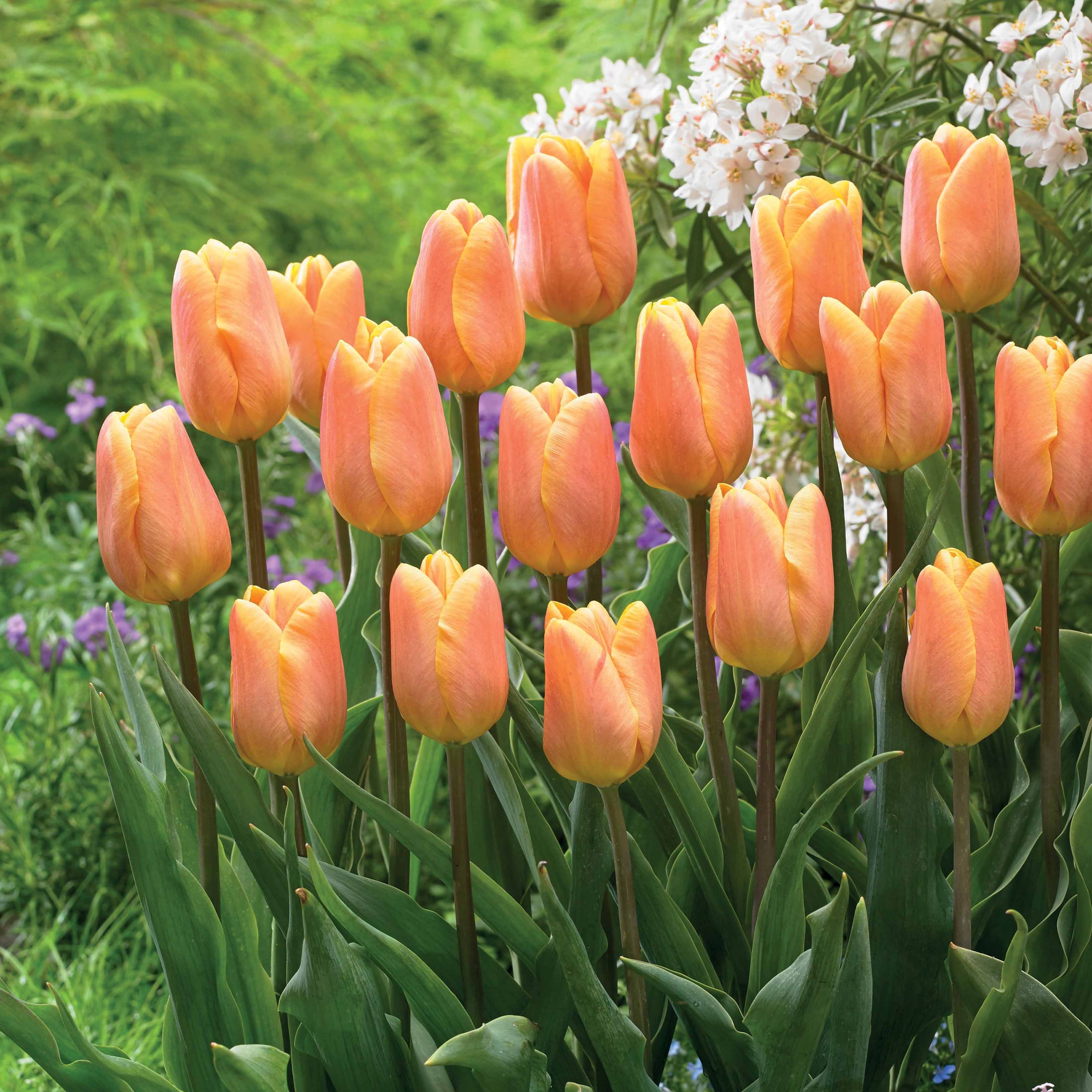 Triumph tulpen 'Bellville' (x10)