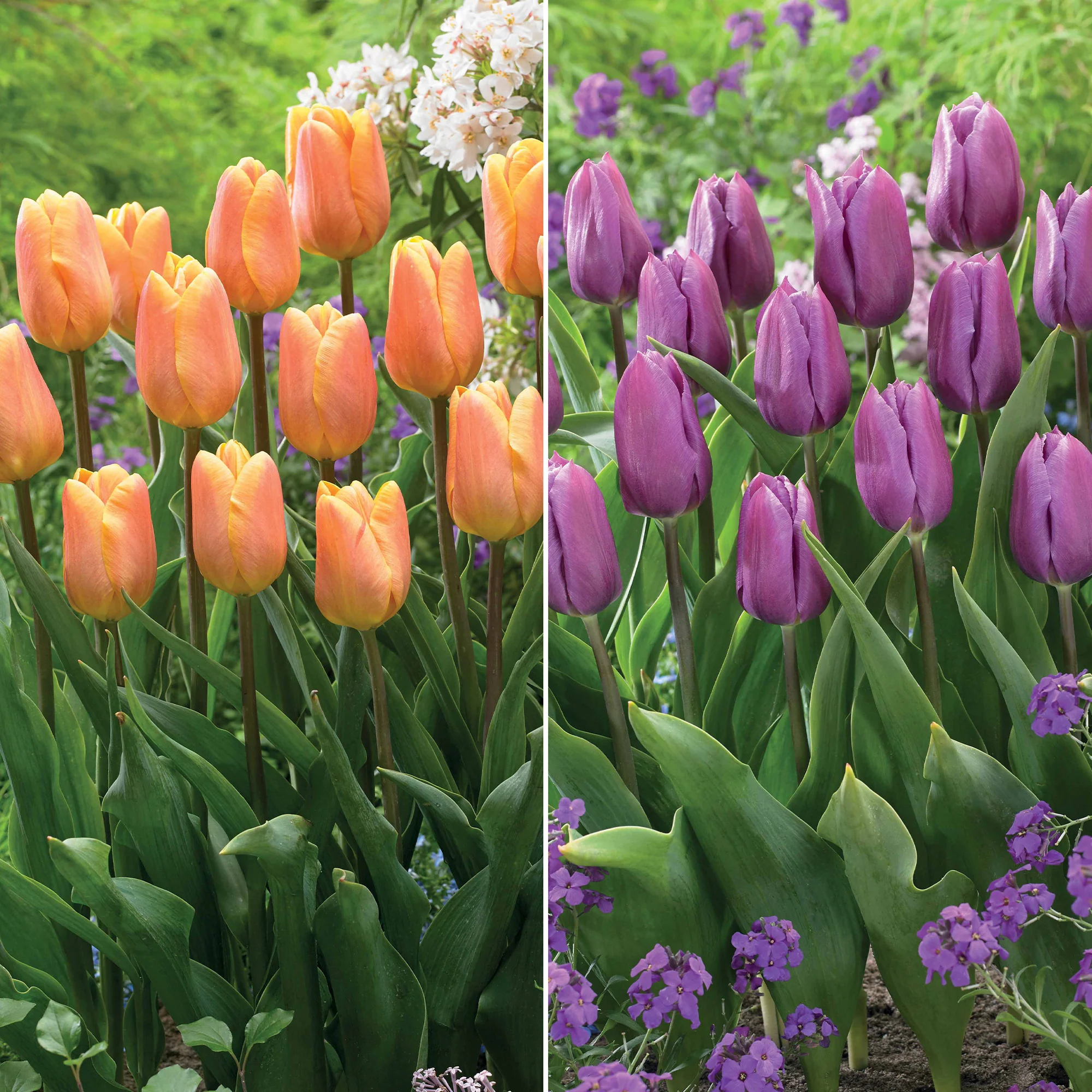 Triumph Tulpen collectie: 'Bellville' + 'Blue Beauty' (x20)
