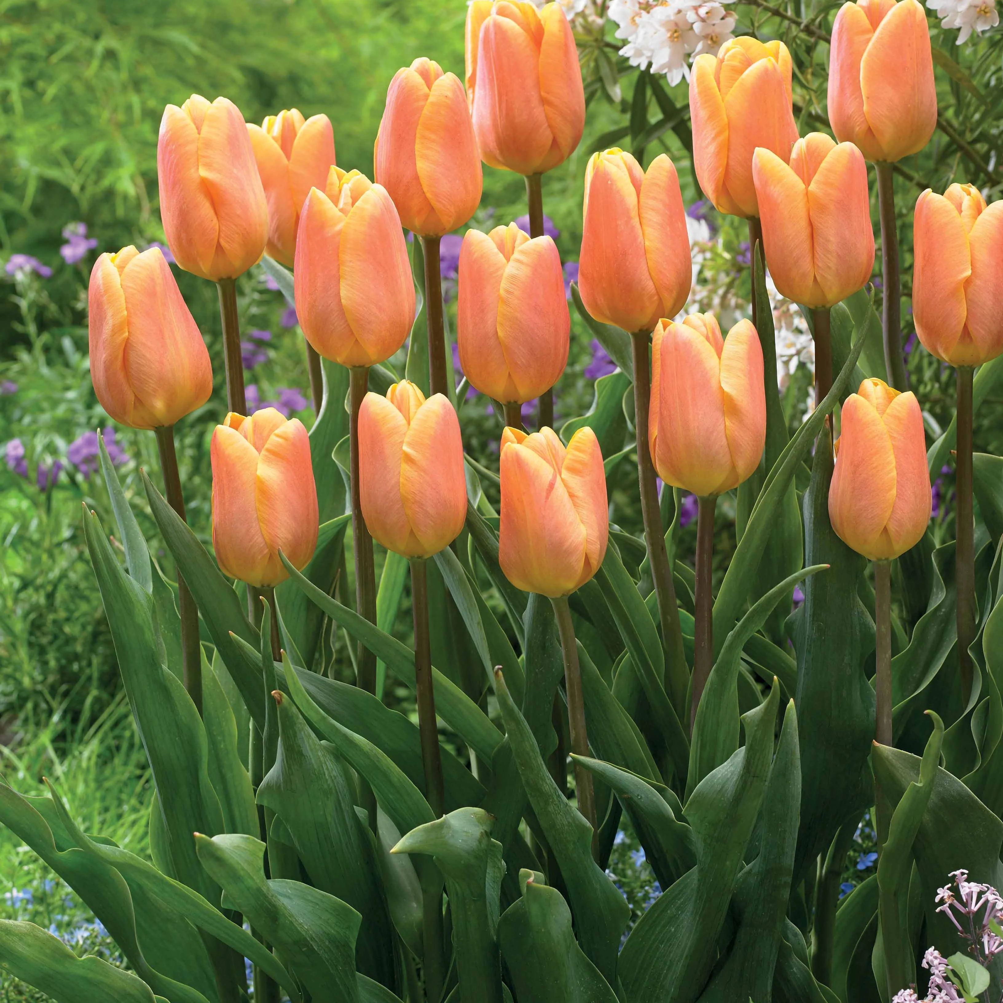 Triumph Tulpen collectie: 'Bellville' + 'Blue Beauty' (x20) - Image 2