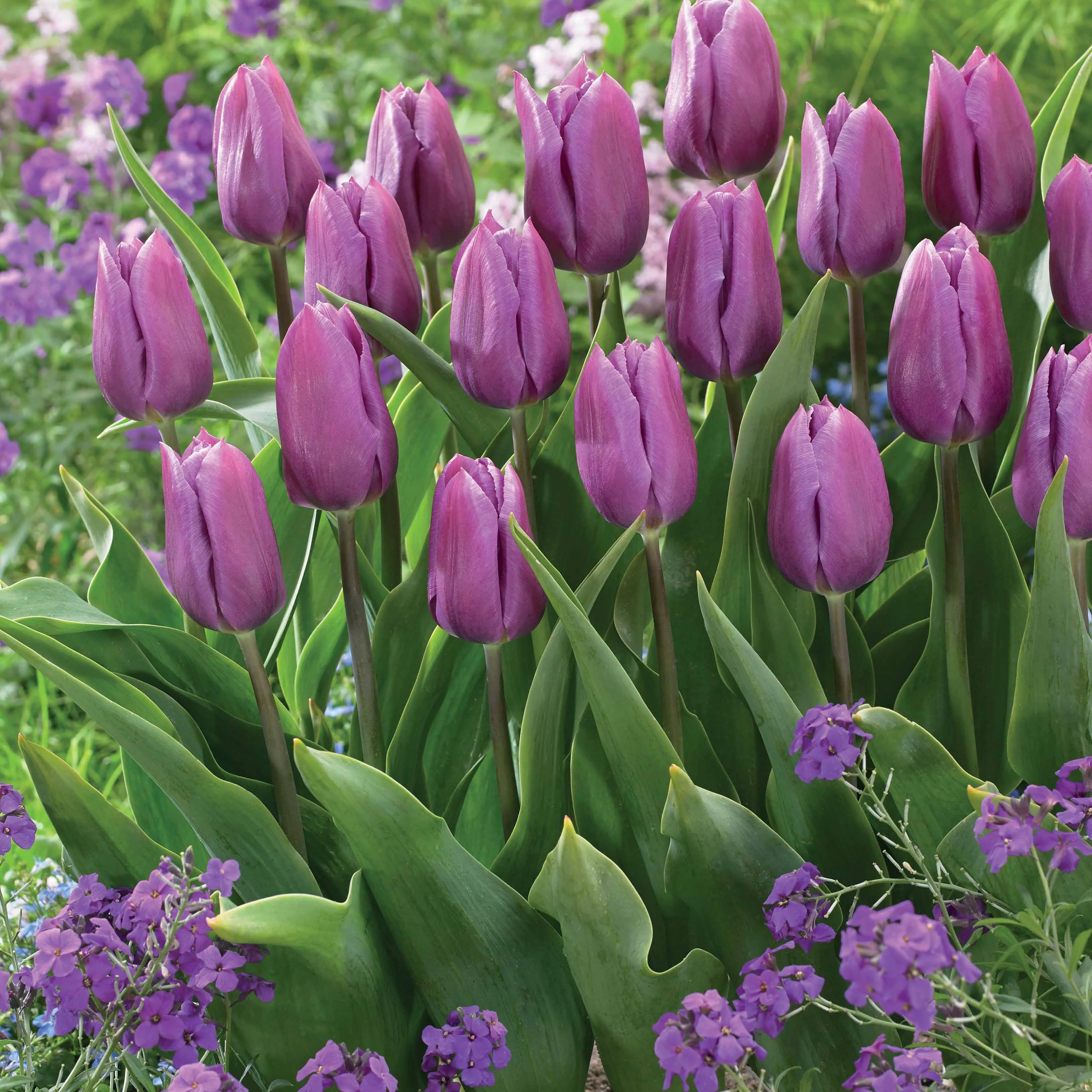 Triumph Tulpen collectie: 'Bellville' + 'Blue Beauty' (x20) - Image 3