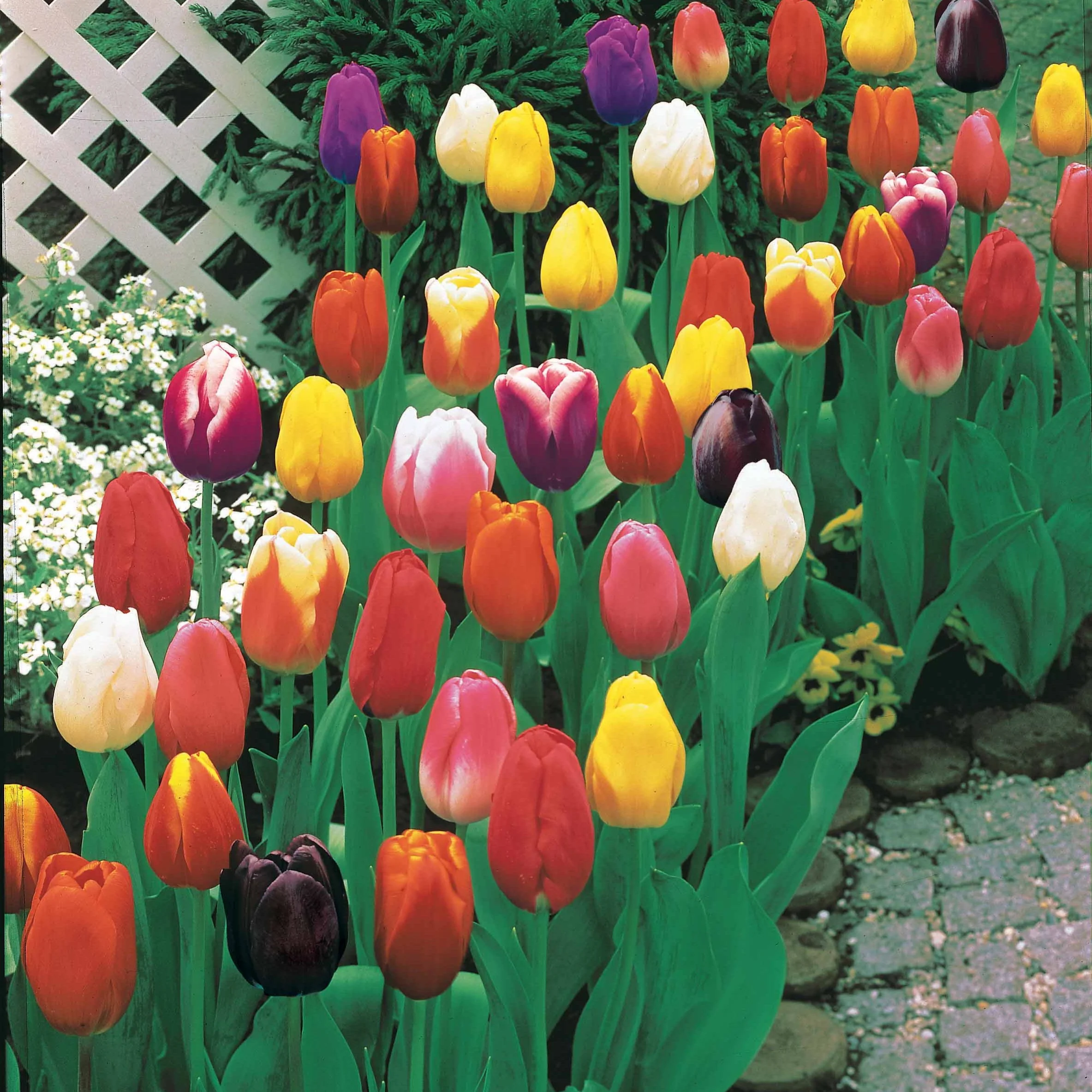 75 Triumph Tulpen gemengd