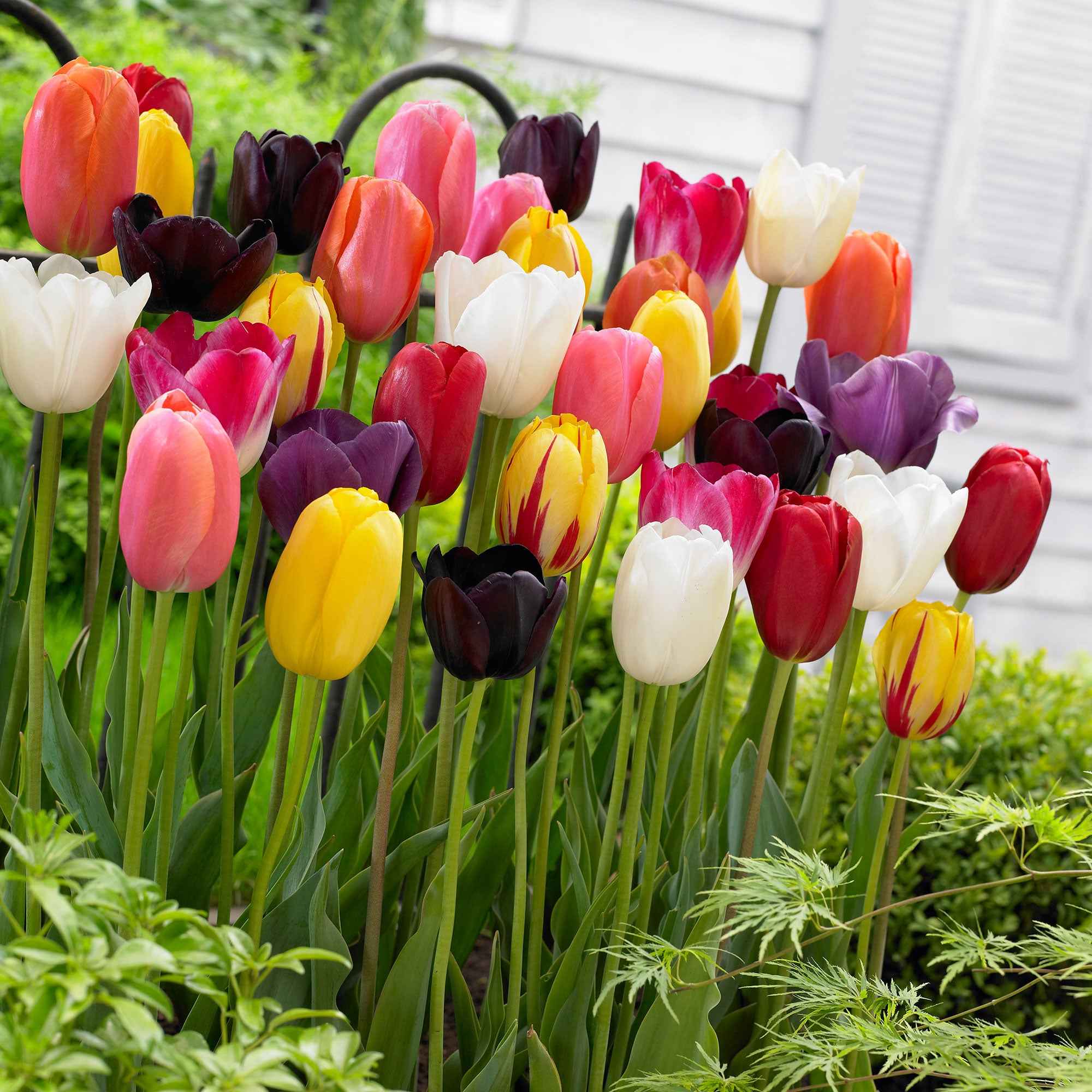 Triumph Tulpen gemengd