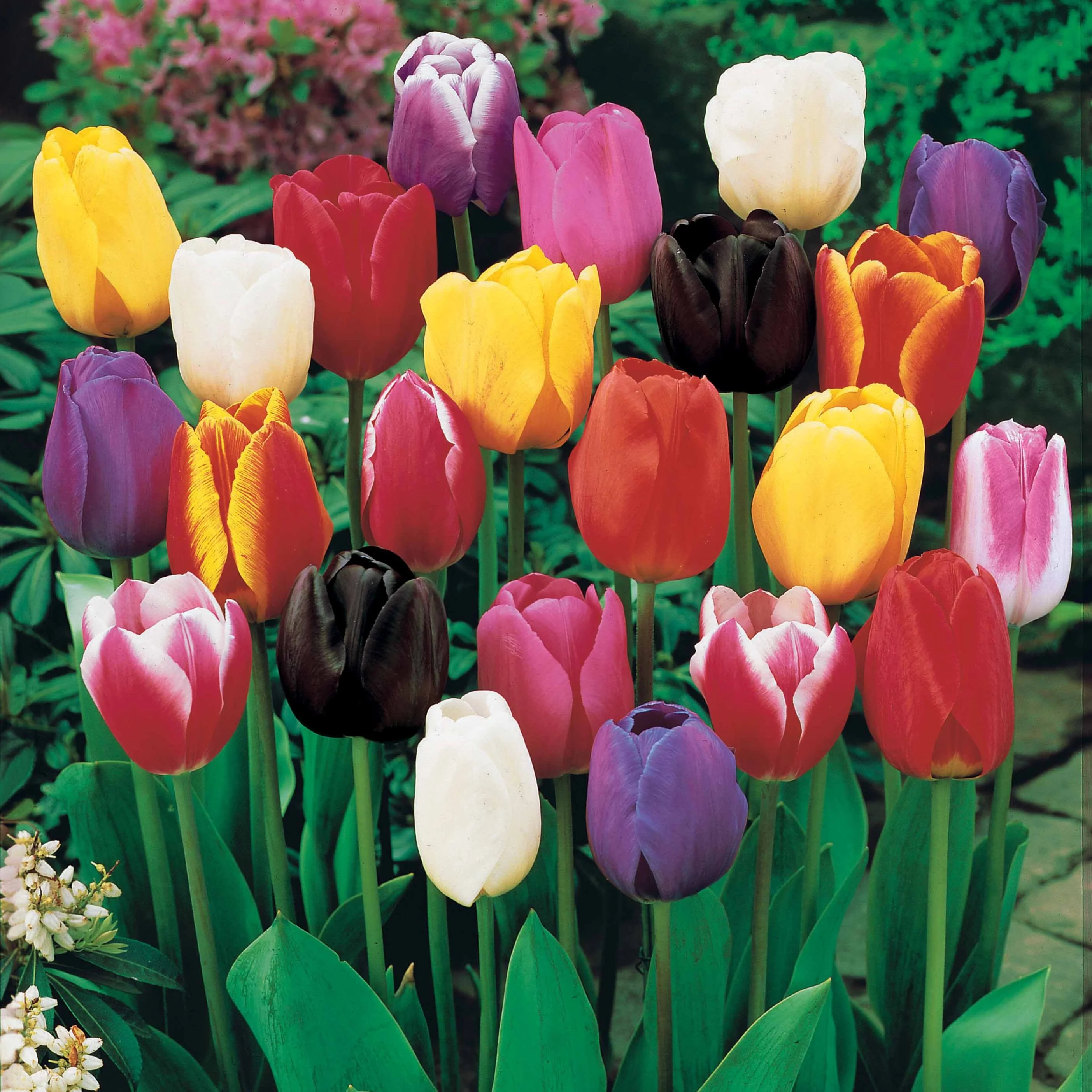 50 Triumph Tulpen gemengd