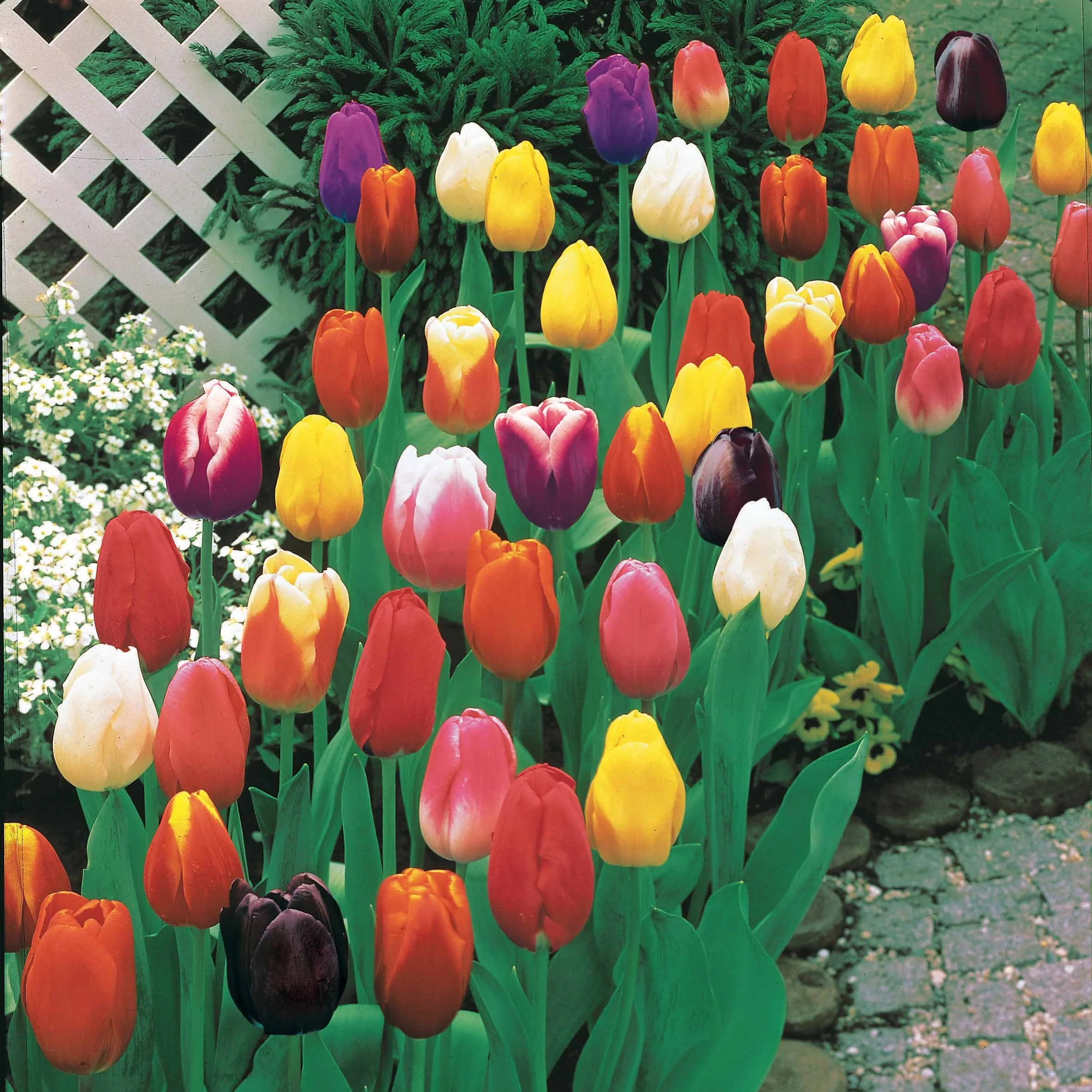 50 Triumph Tulpen gemengd - Image 2