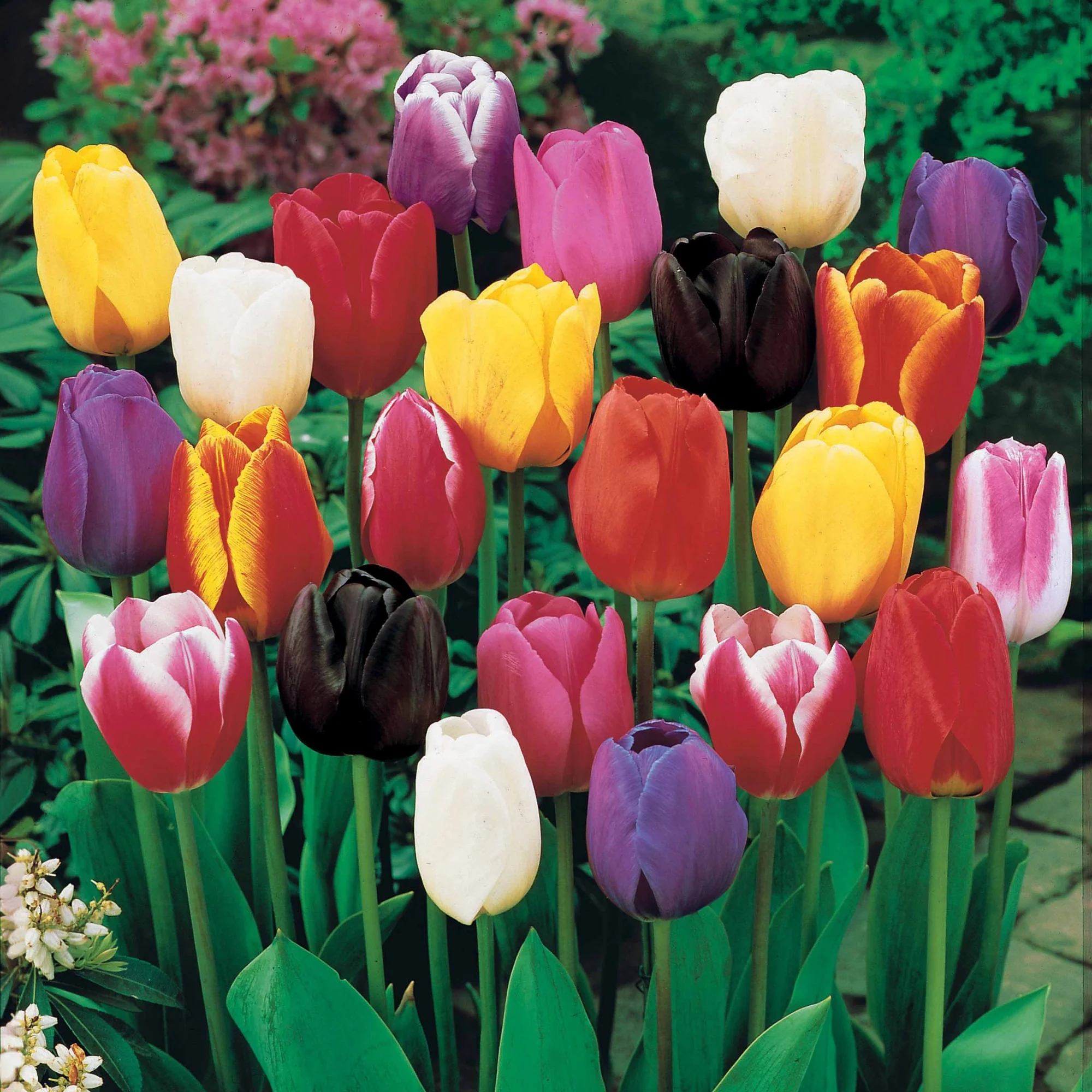Triumph Tulpen gemengd - Image 2