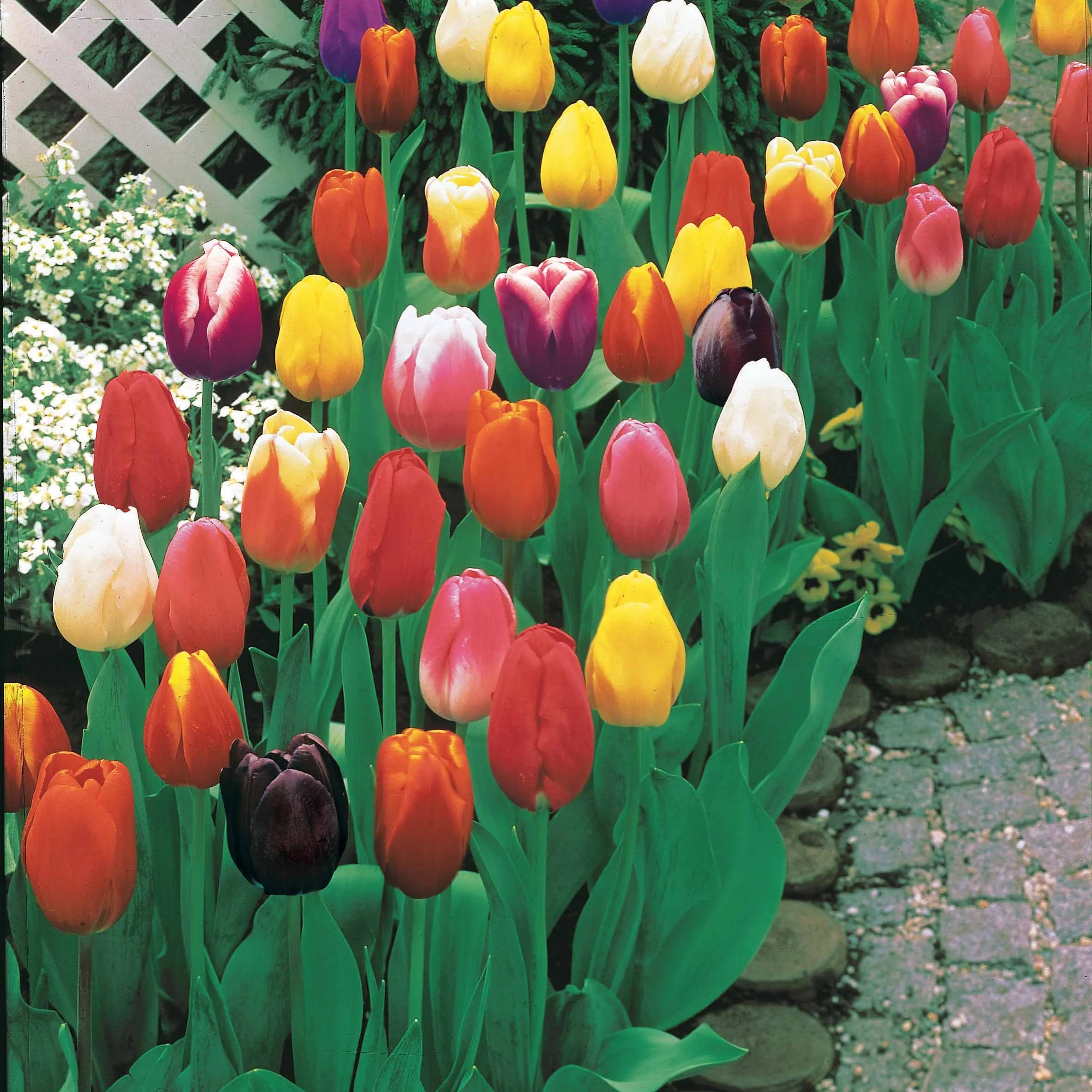 Triumph Tulpen gemengd - Image 4