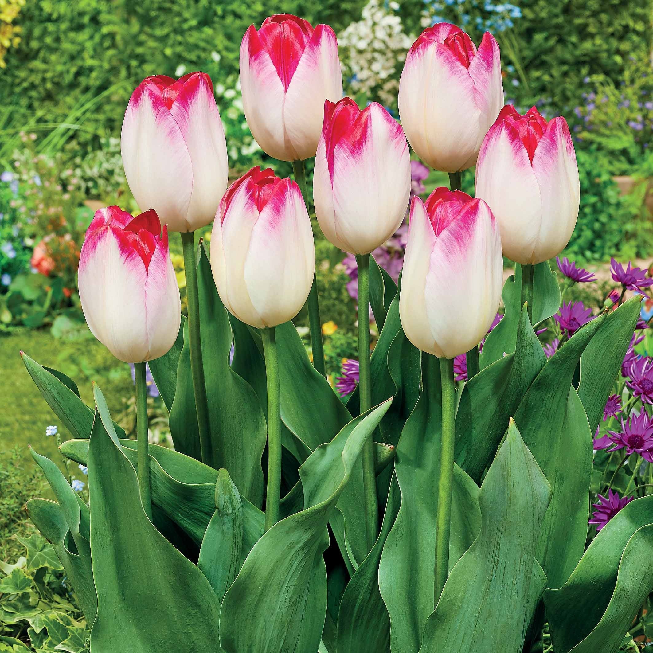 Triumph tulpen 'Supri Erotic' (x10)
