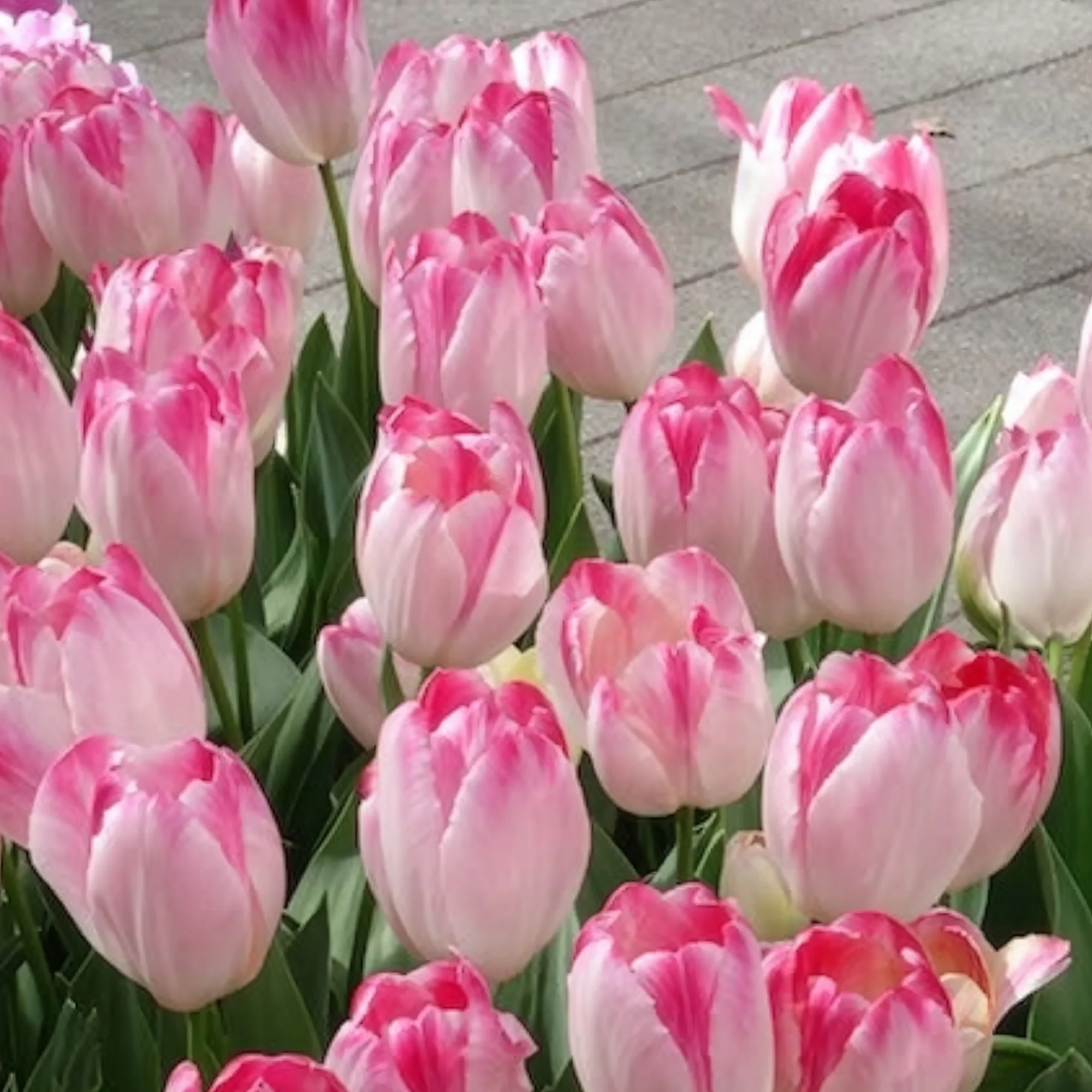 Triumph tulpen 'Supri Erotic' (x10) - Image 2