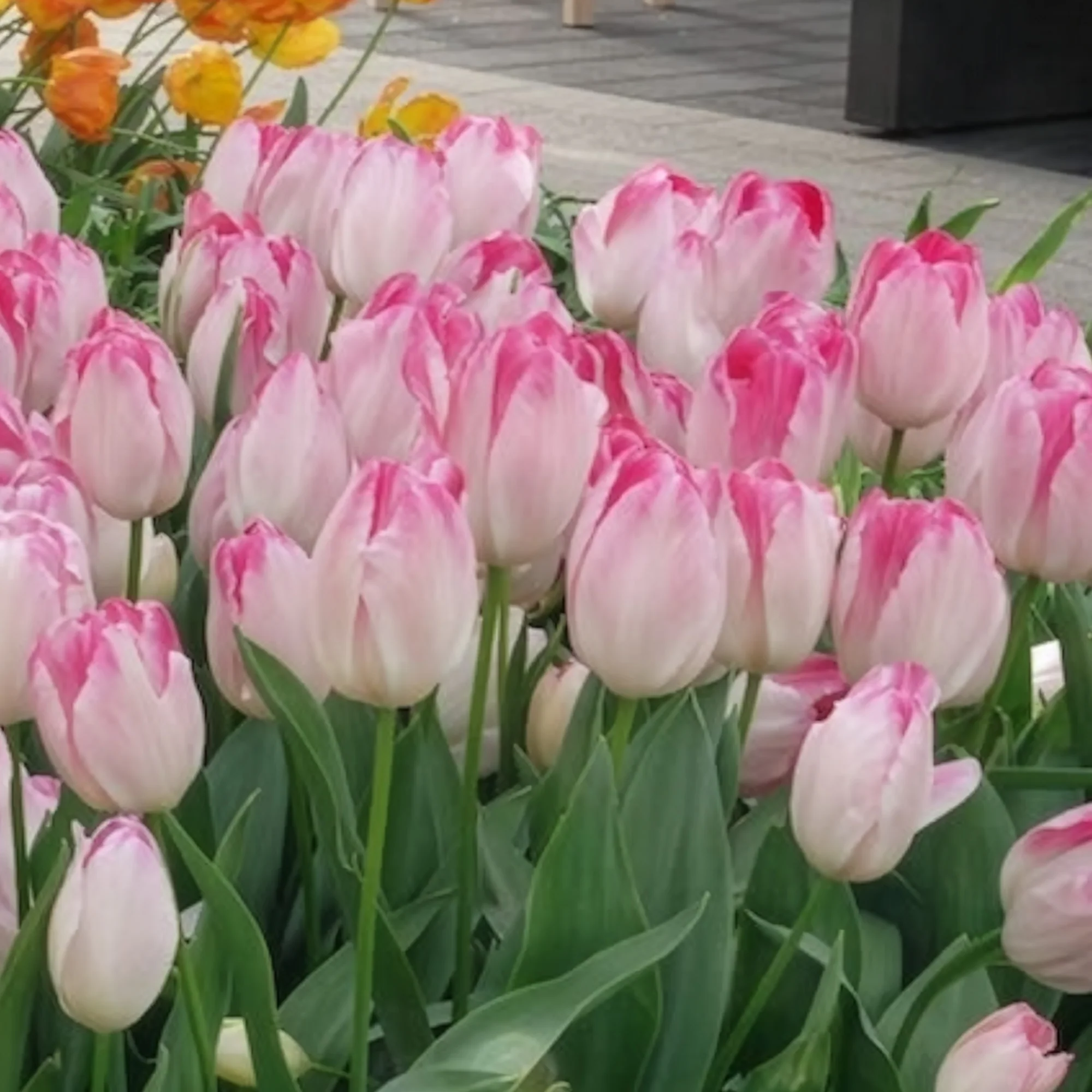 Triumph tulpen 'Supri Erotic' (x10) - Image 3