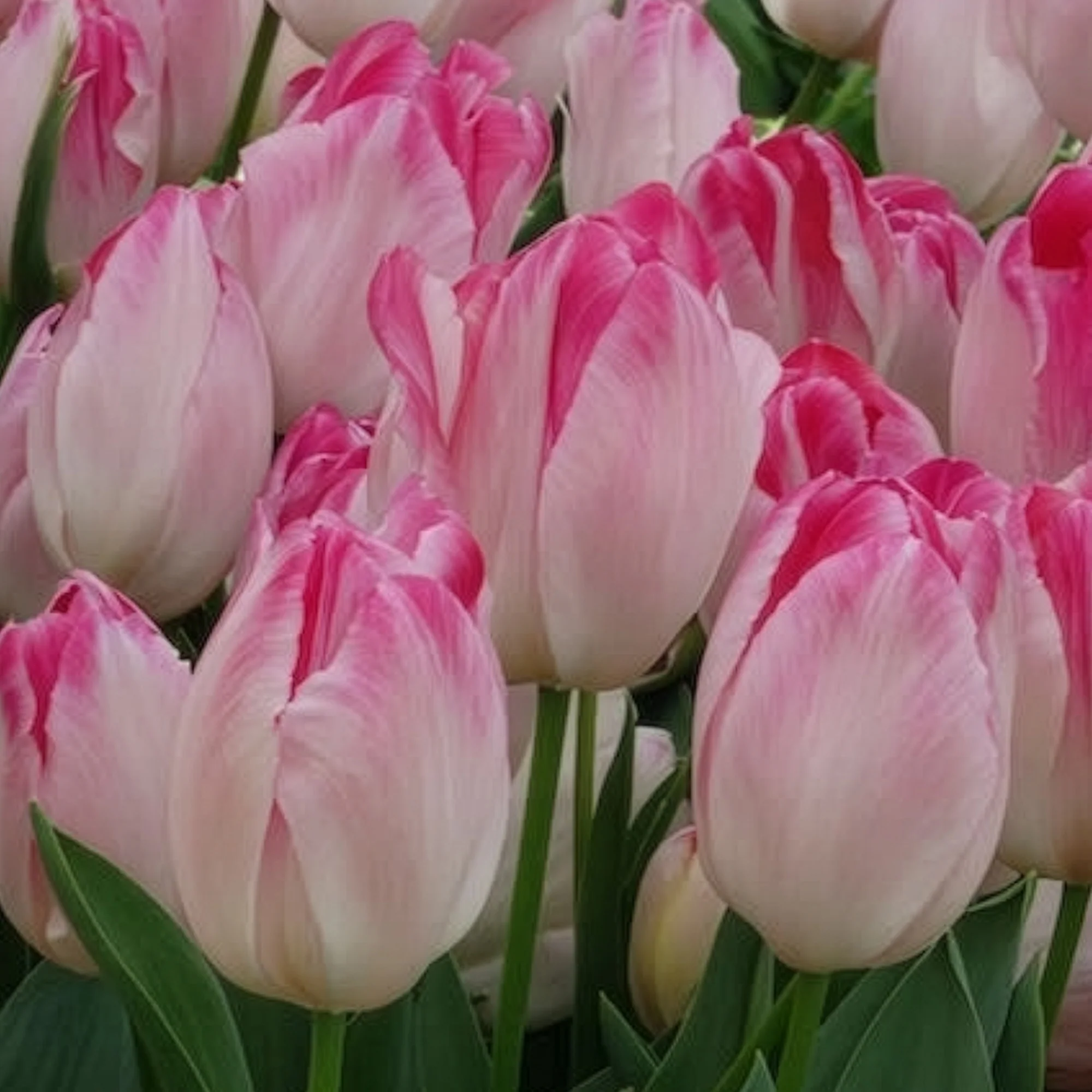 Triumph tulpen 'Supri Erotic' (x10) - Image 4