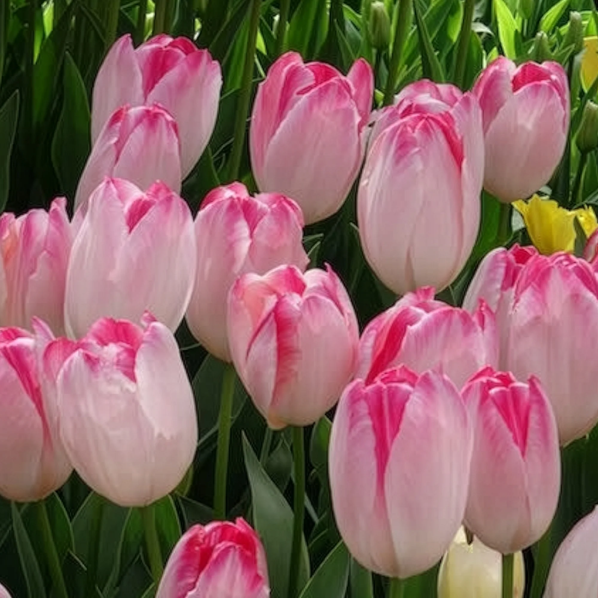 Triumph tulpen 'Supri Erotic' (x10) - Image 6