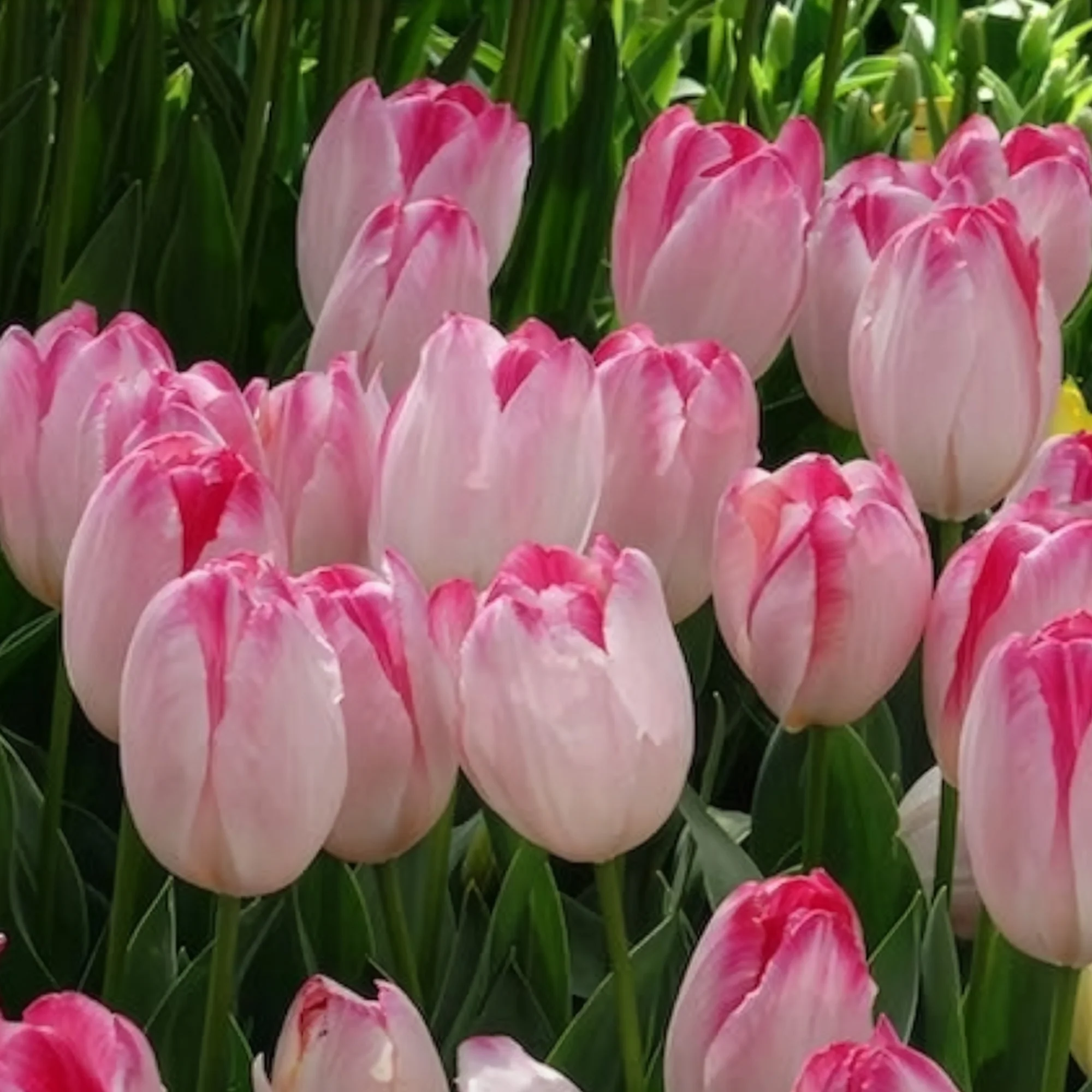 Triumph tulpen 'Supri Erotic' (x10) - Image 7