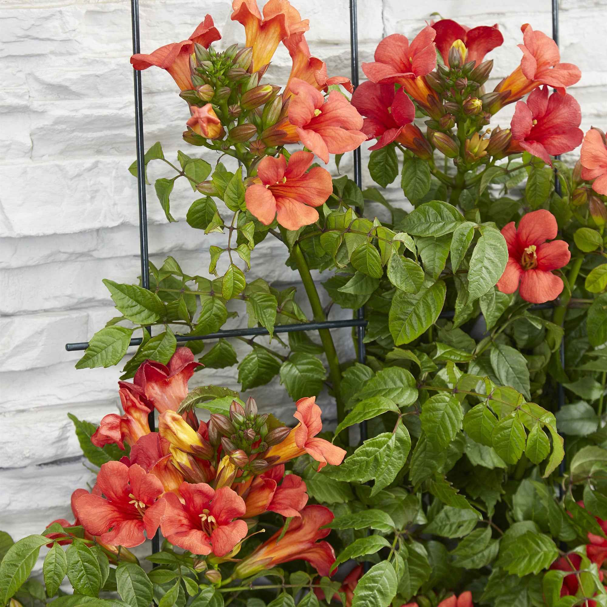 Trompetbloem 'Fire Trumpet' - Image 3