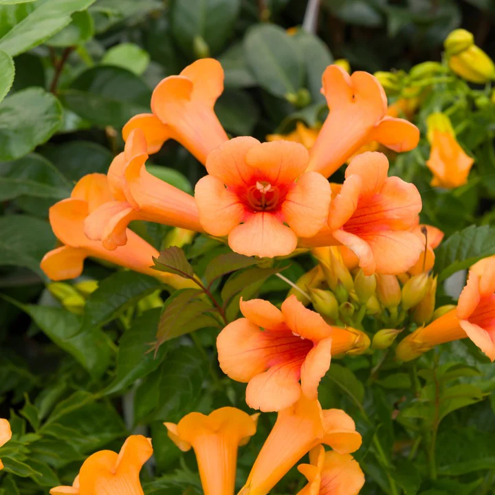Trompetbloem 'Indian Summer'
