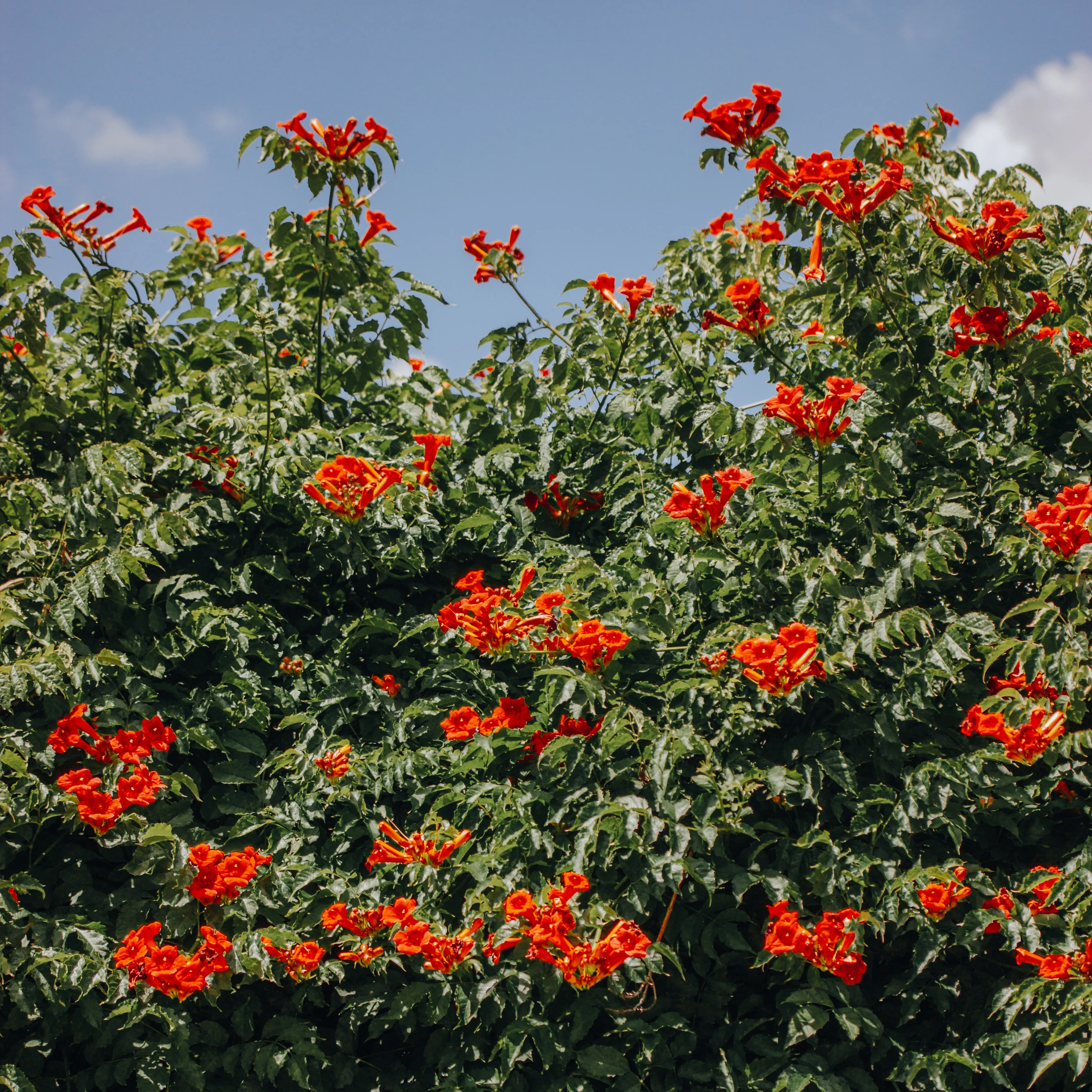 Trompetbloem 'Stromboli'