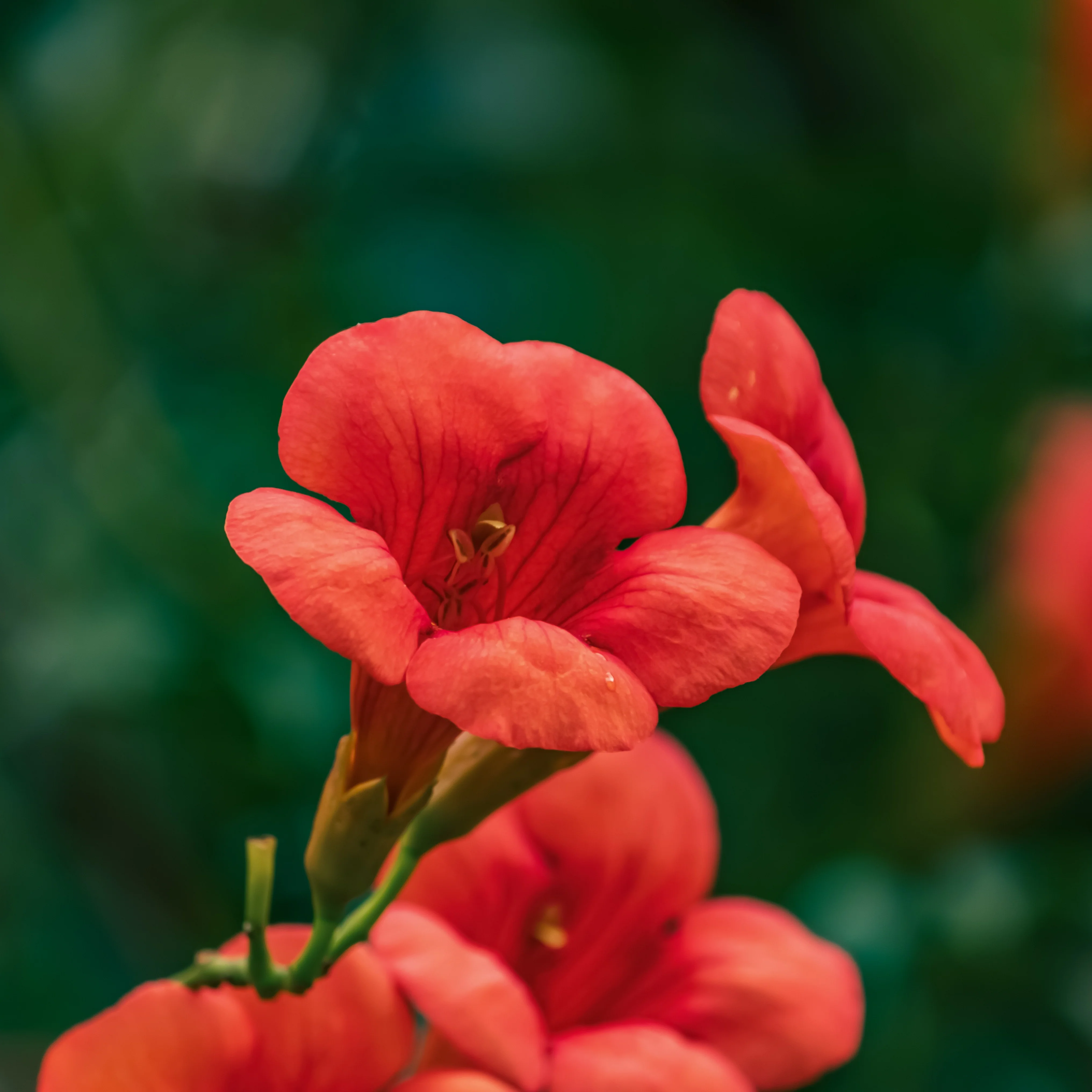 Trompetbloem 'Stromboli' - Image 3