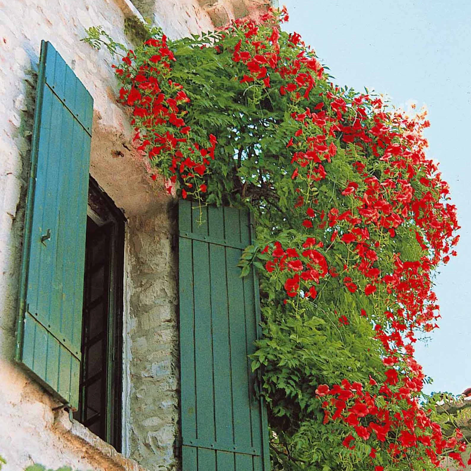 Trompetbloem 'Stromboli', Kamperfoelie - Image 2