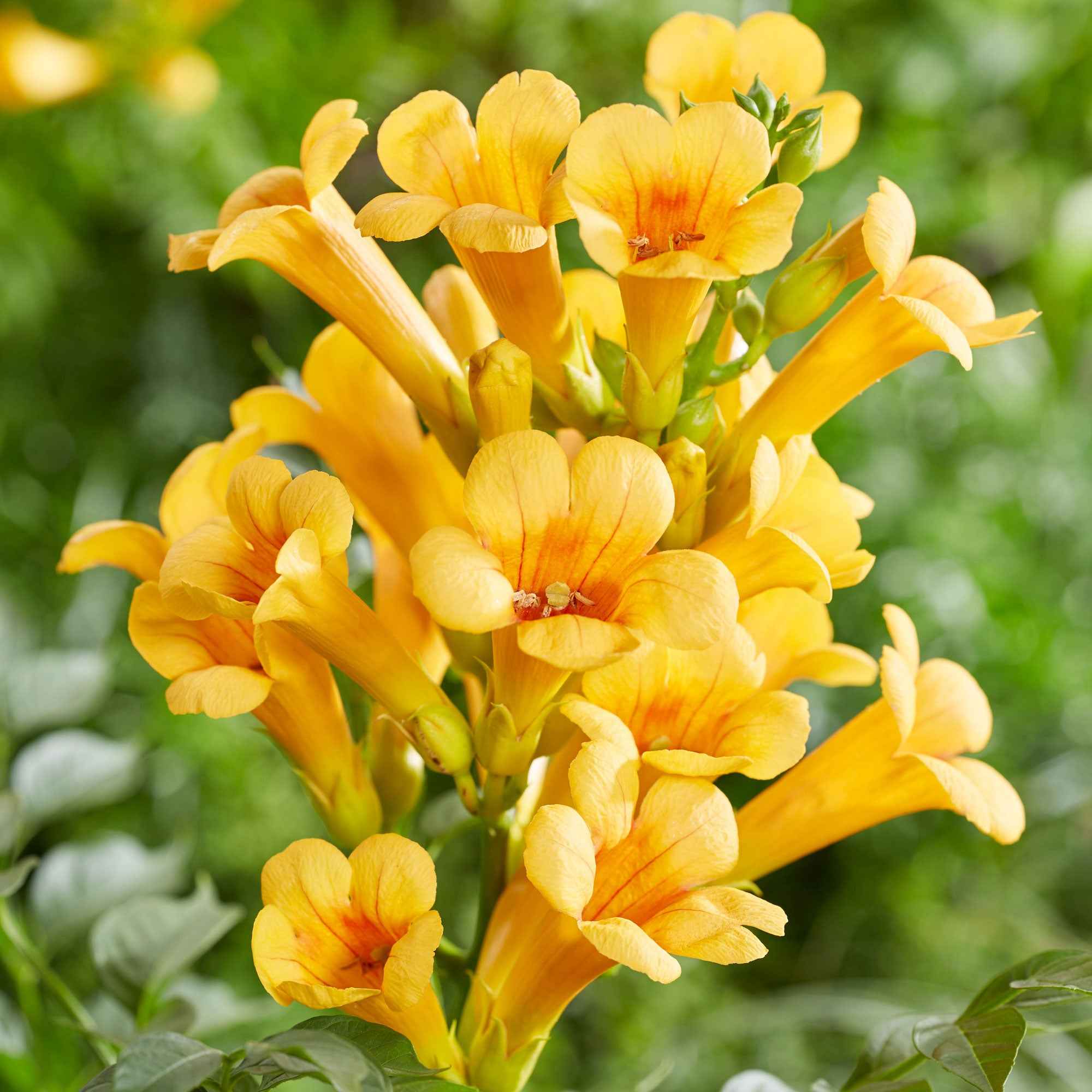 Trompetbloem 'Yellow Trumpet'