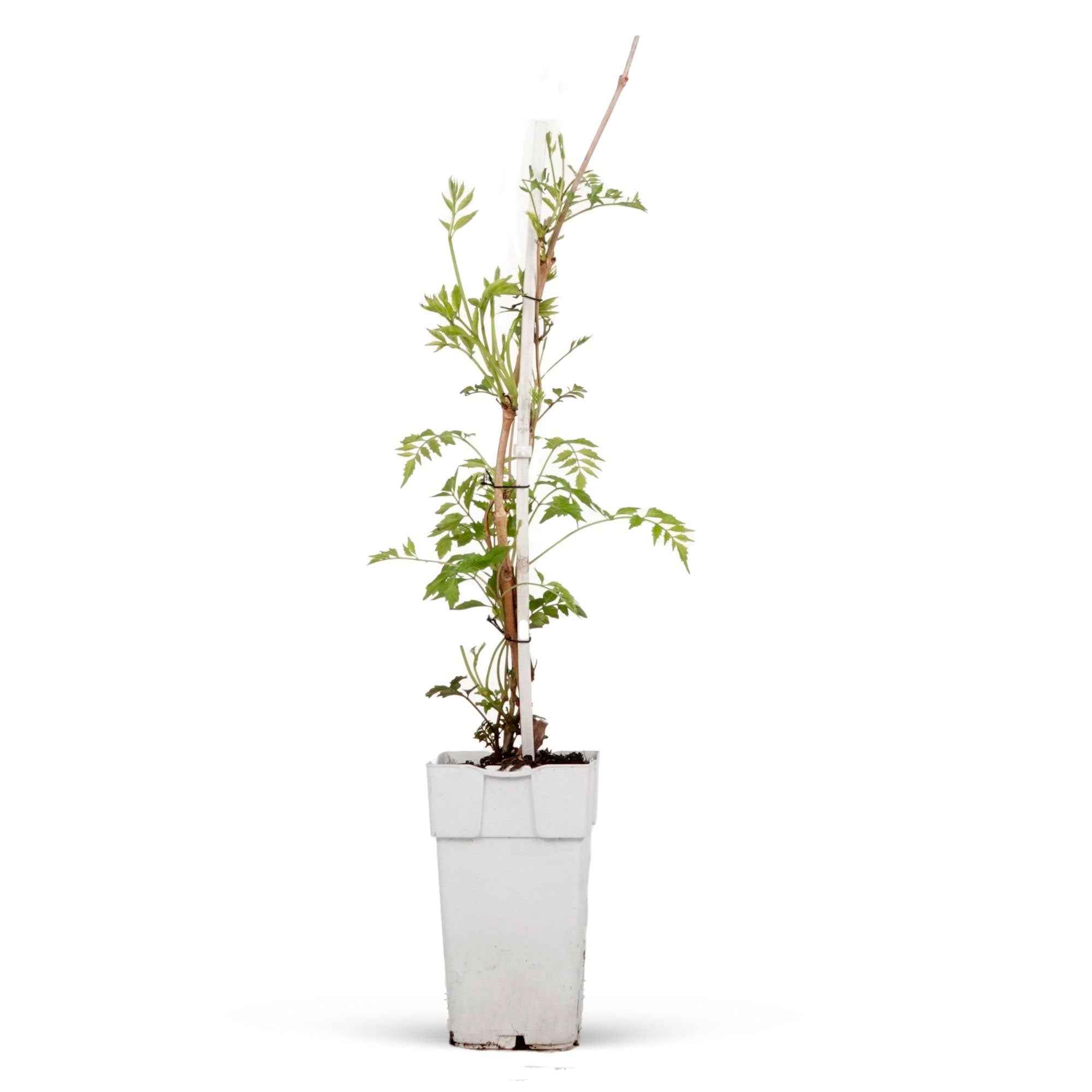 Trompetbloem 'Yellow Trumpet' - Image 3