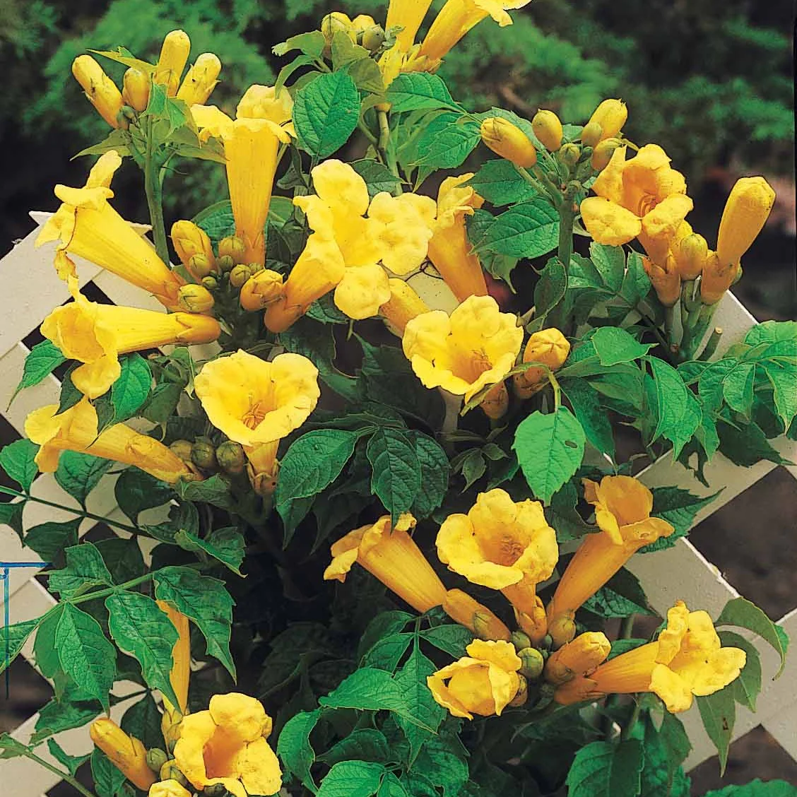 Trompetbloem 'Yellow Trumpet' - Image 4