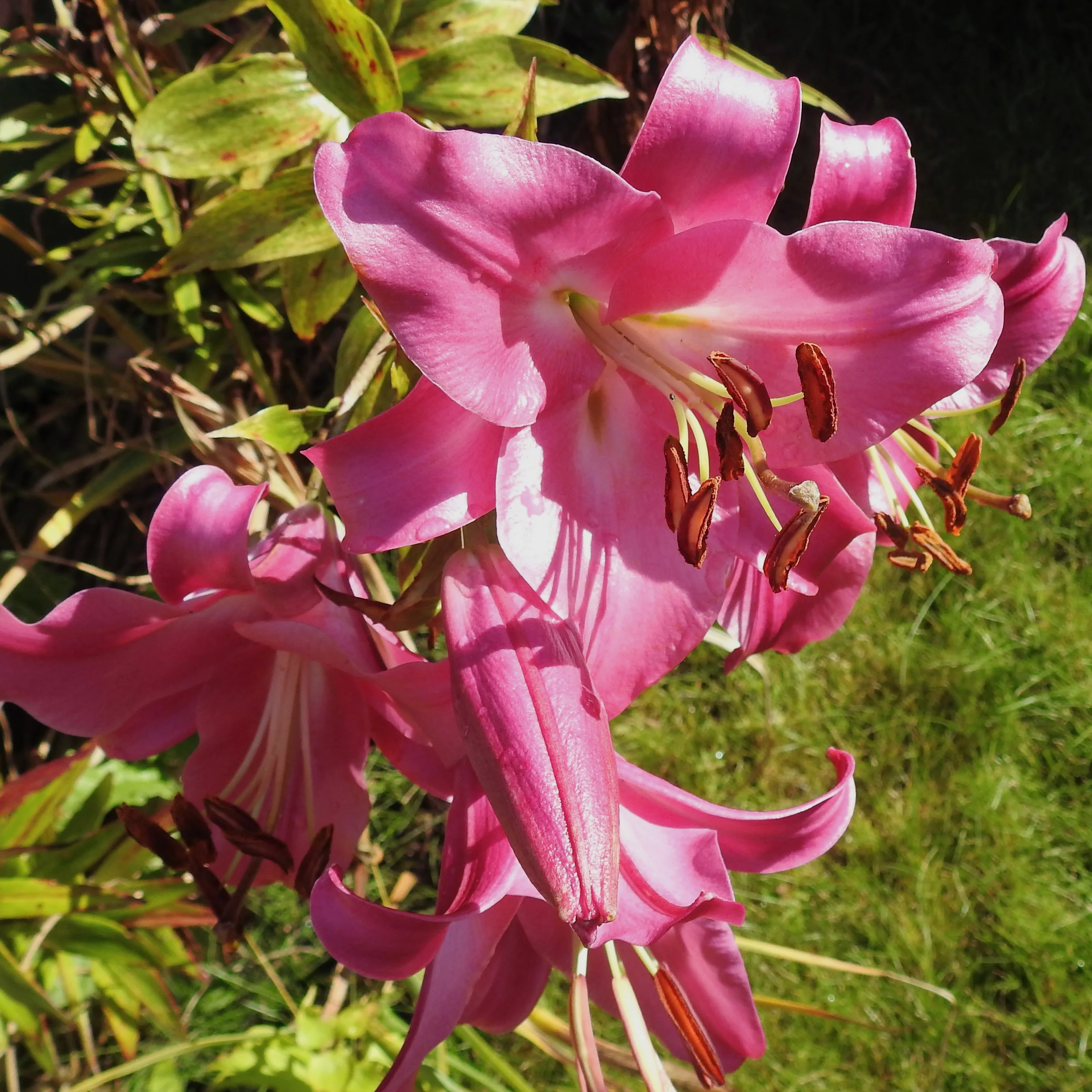 Trompetlelie 'Pink Perfection' (x3)