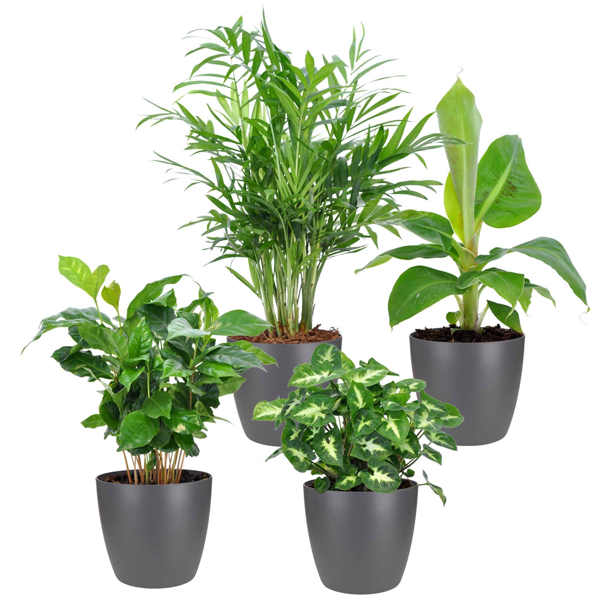 Miniatuur 2