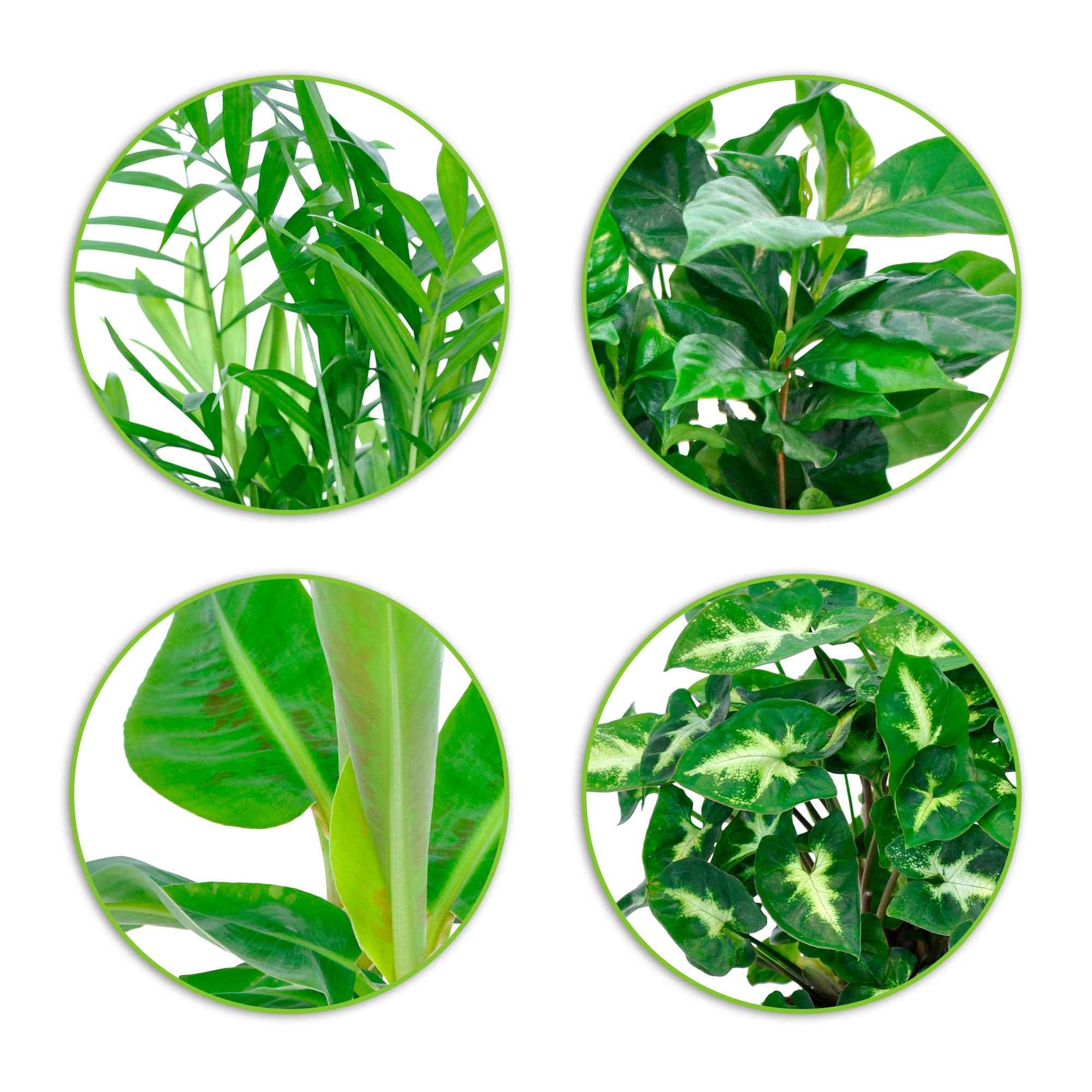 Tropische kamerplanten Mix incl. Elho sierpotten Antraciet - Image 3