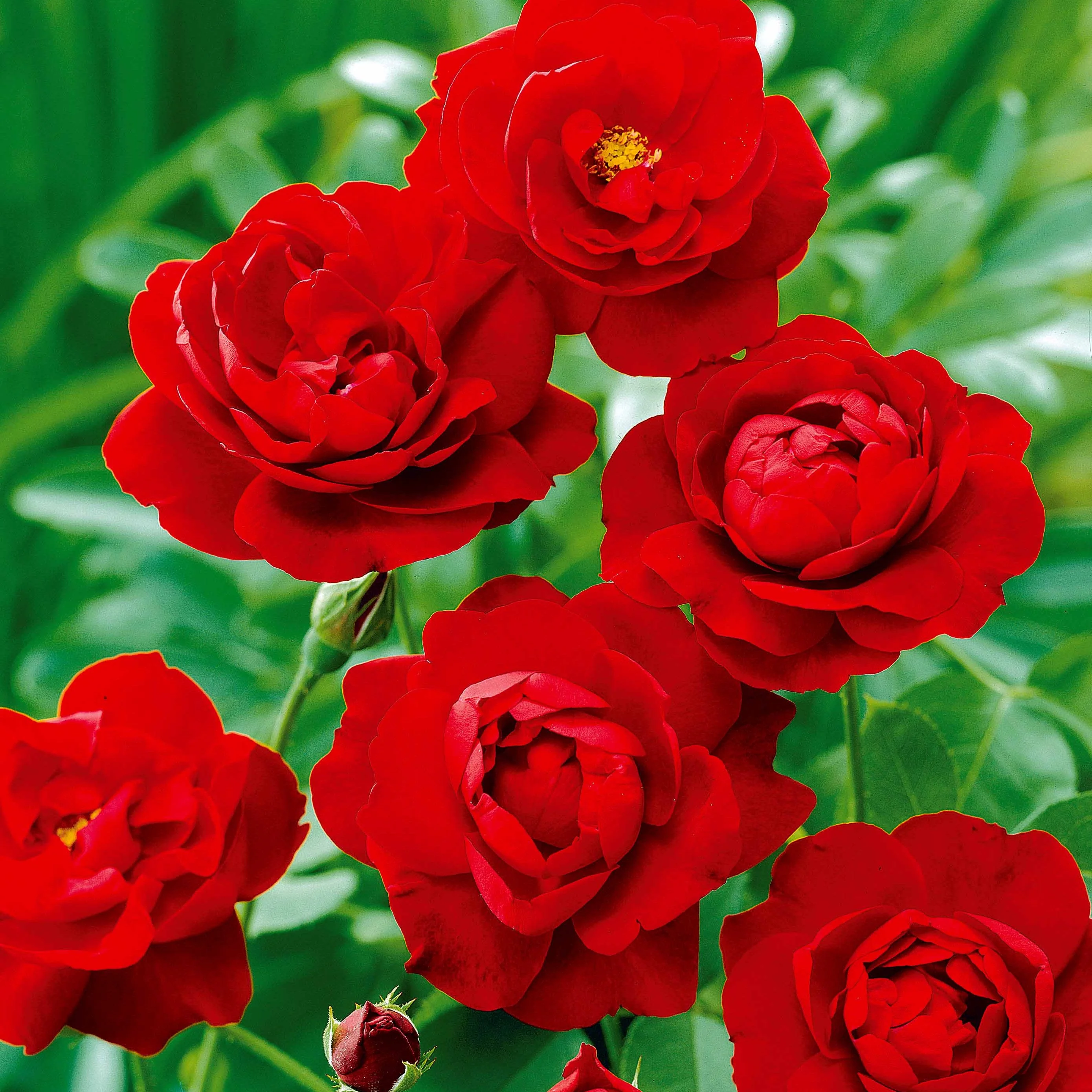 Trosroos - rood - Image 3