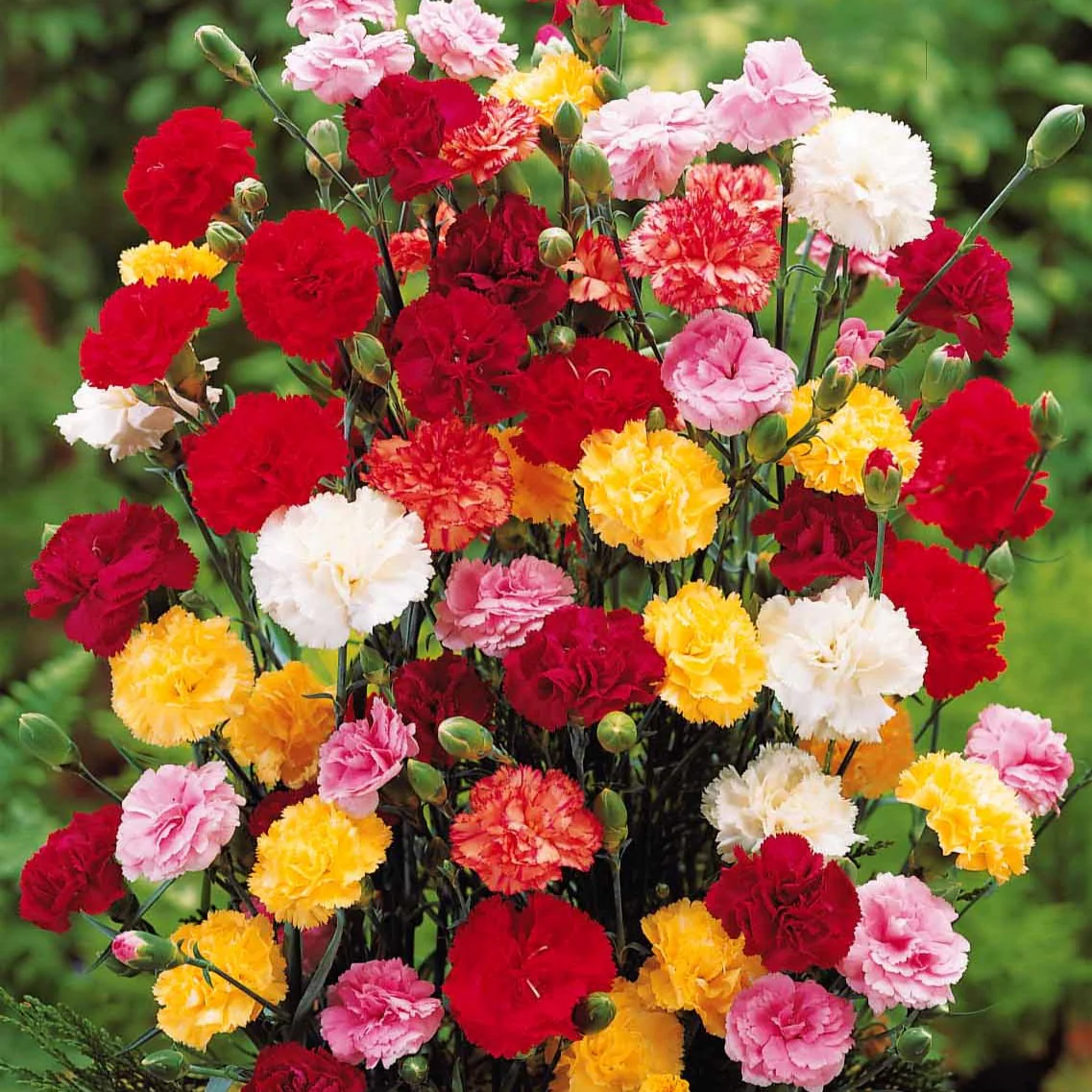 Tuinanjer 'Triomphe' (x6)