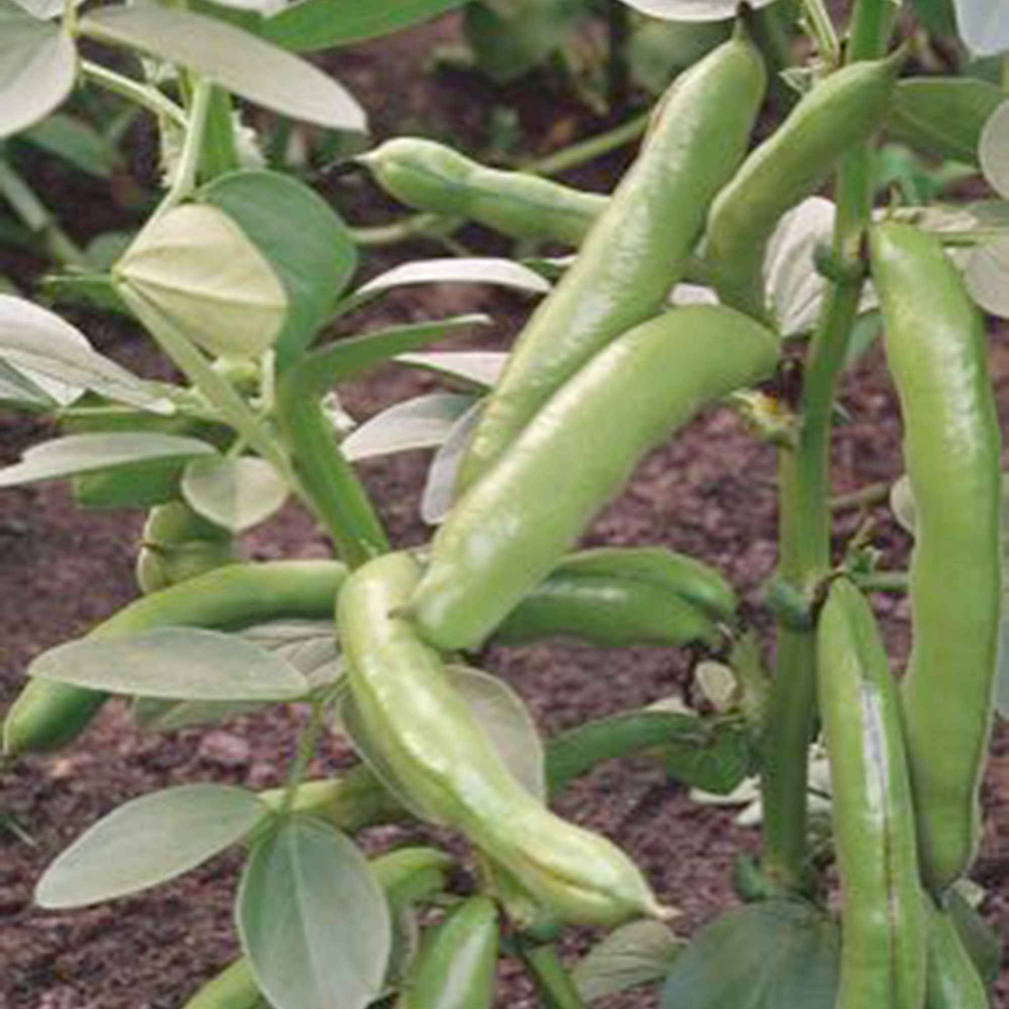 Tuinbonen Vicia 'Witkiem' - Image 2