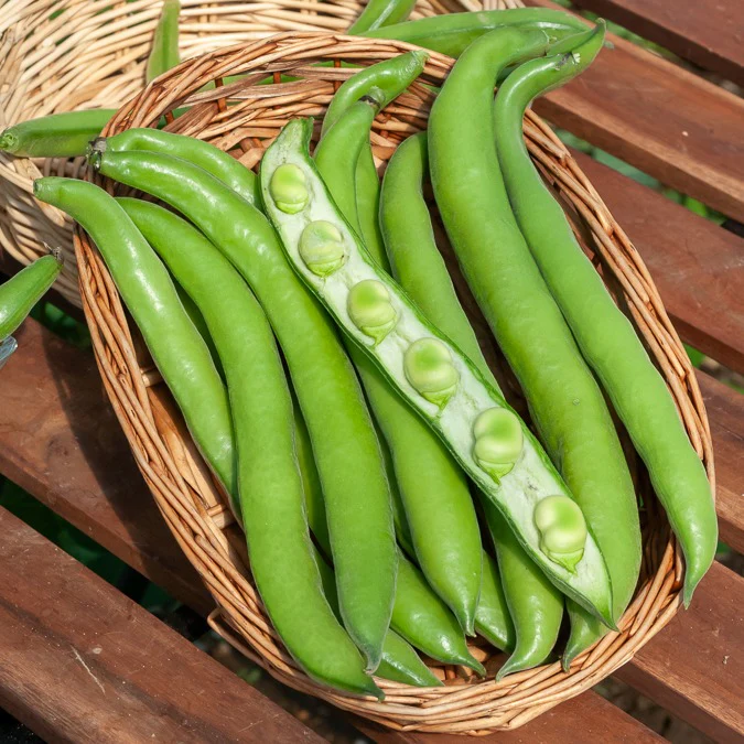 Tuinboon 'Aguadulce' - Image 2