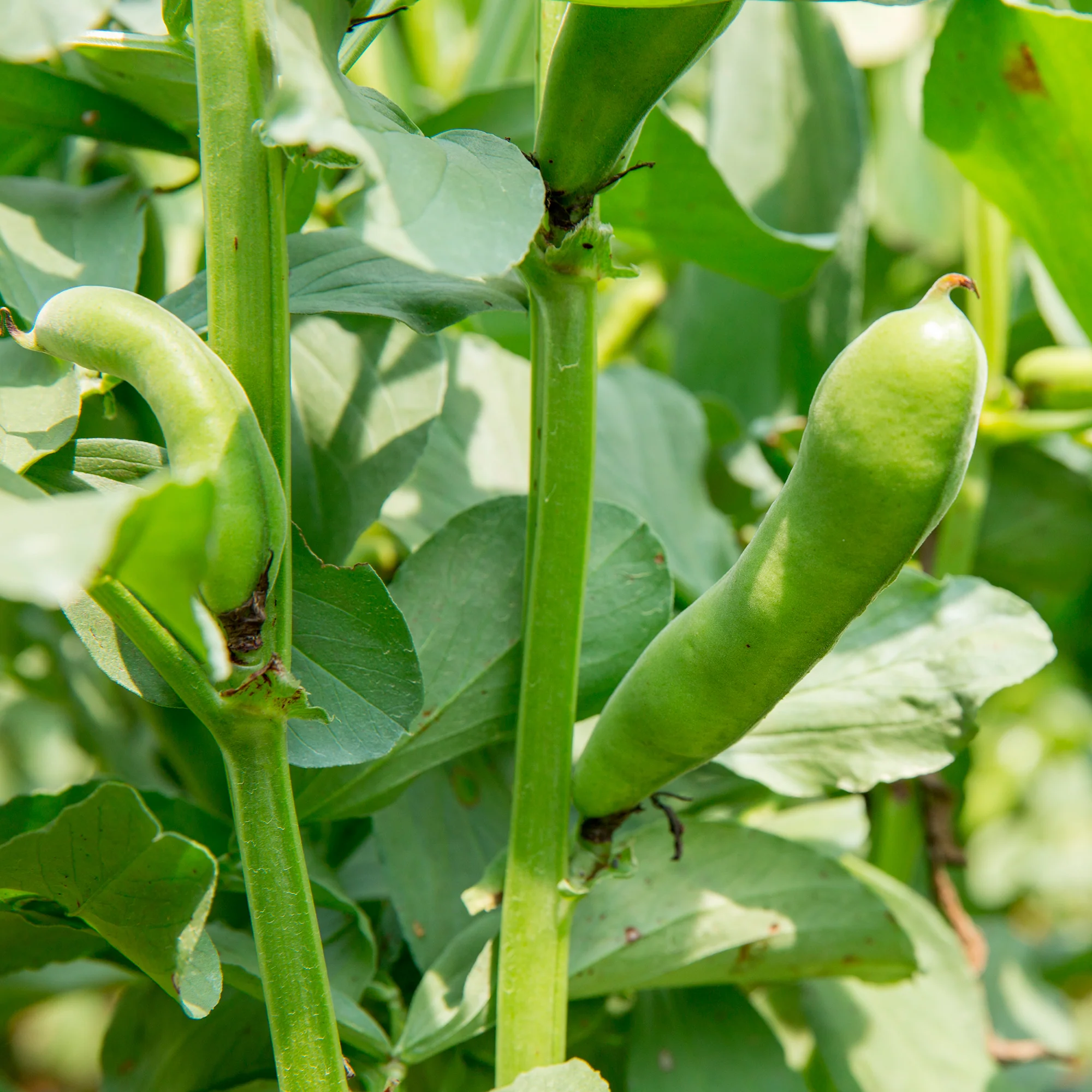 Tuinboon 'Witte Extra Vroeg' - Image 4