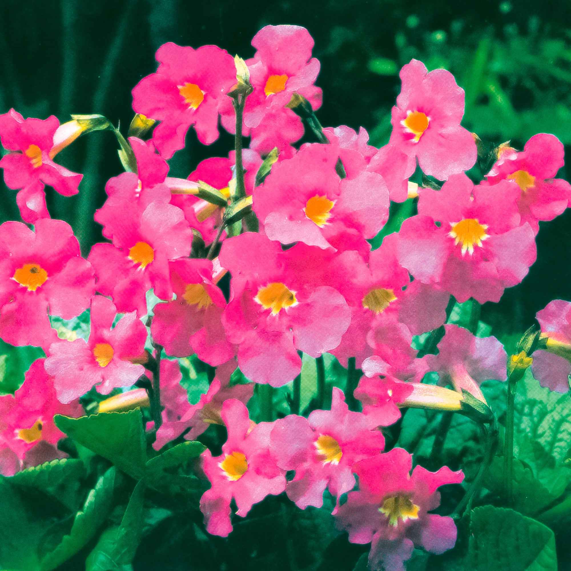 Tuingloxinia