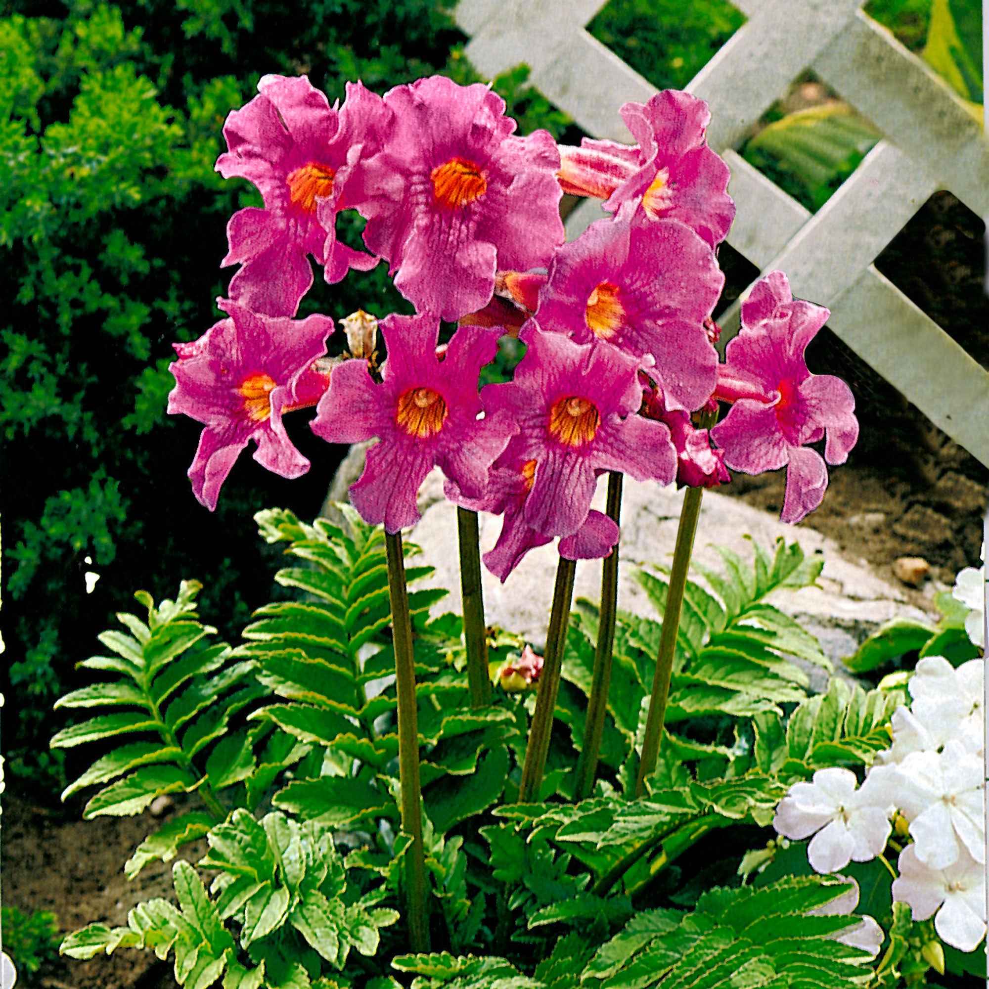 Tuingloxinia - Image 2